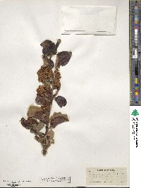 Ceanothus velutinus image