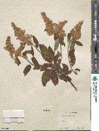 Ceanothus velutinus image