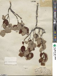 Ceanothus velutinus image