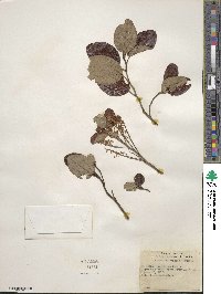 Ceanothus velutinus image