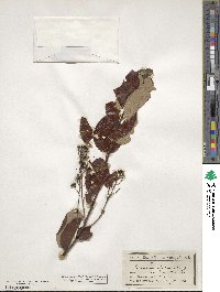 Ceanothus velutinus image