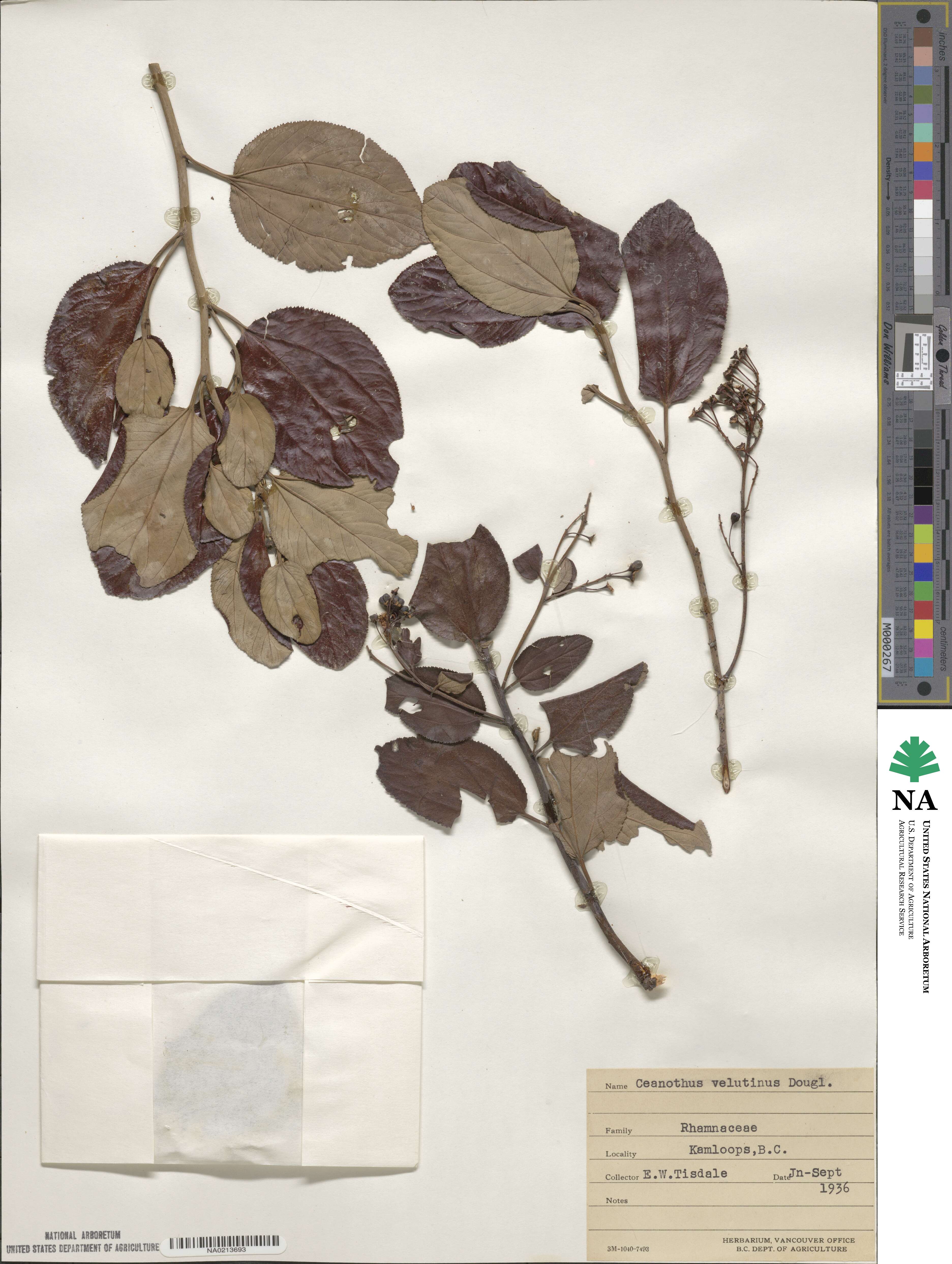 Ceanothus velutinus image