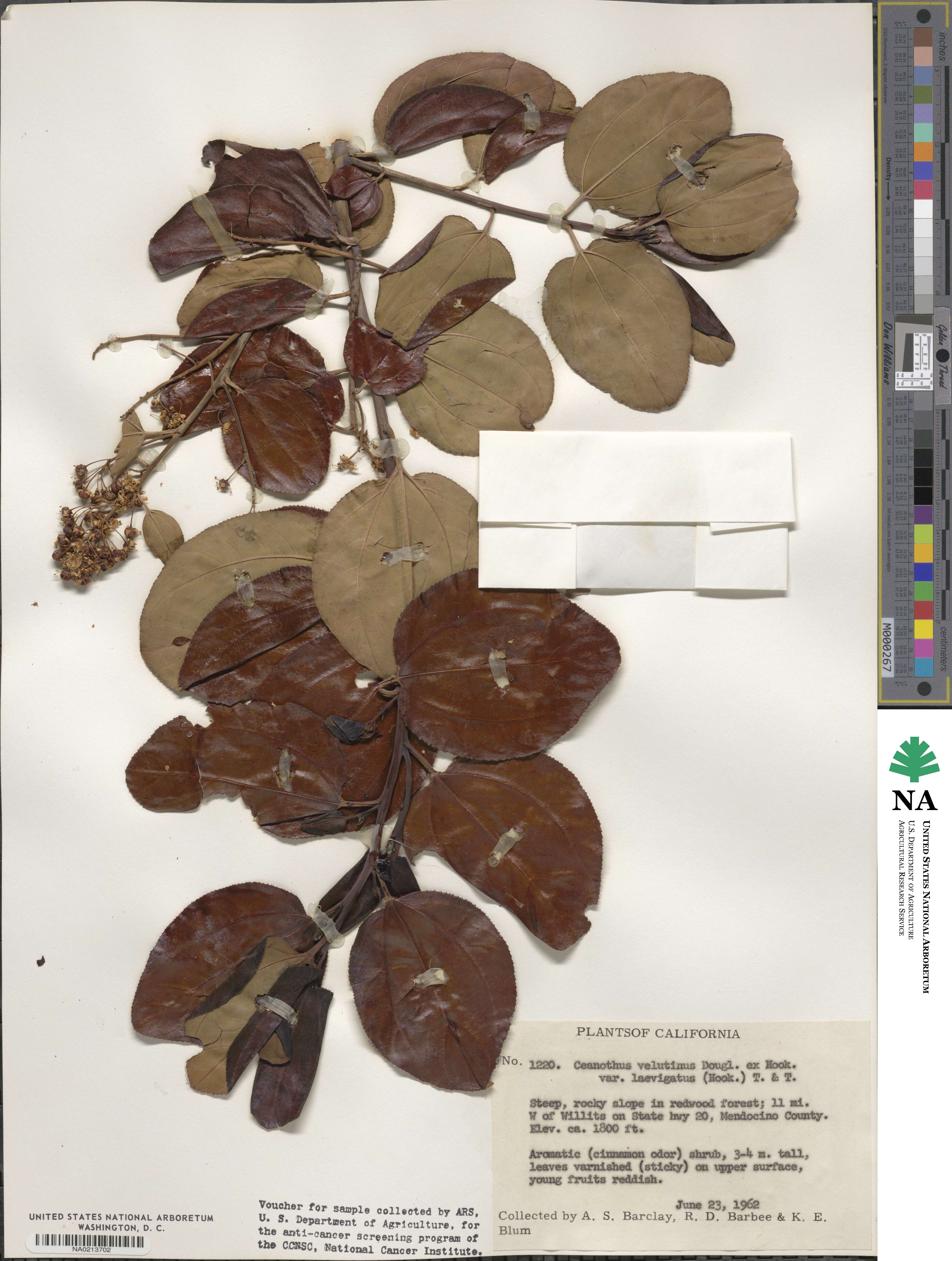 Ceanothus velutinus var. laevigatus image