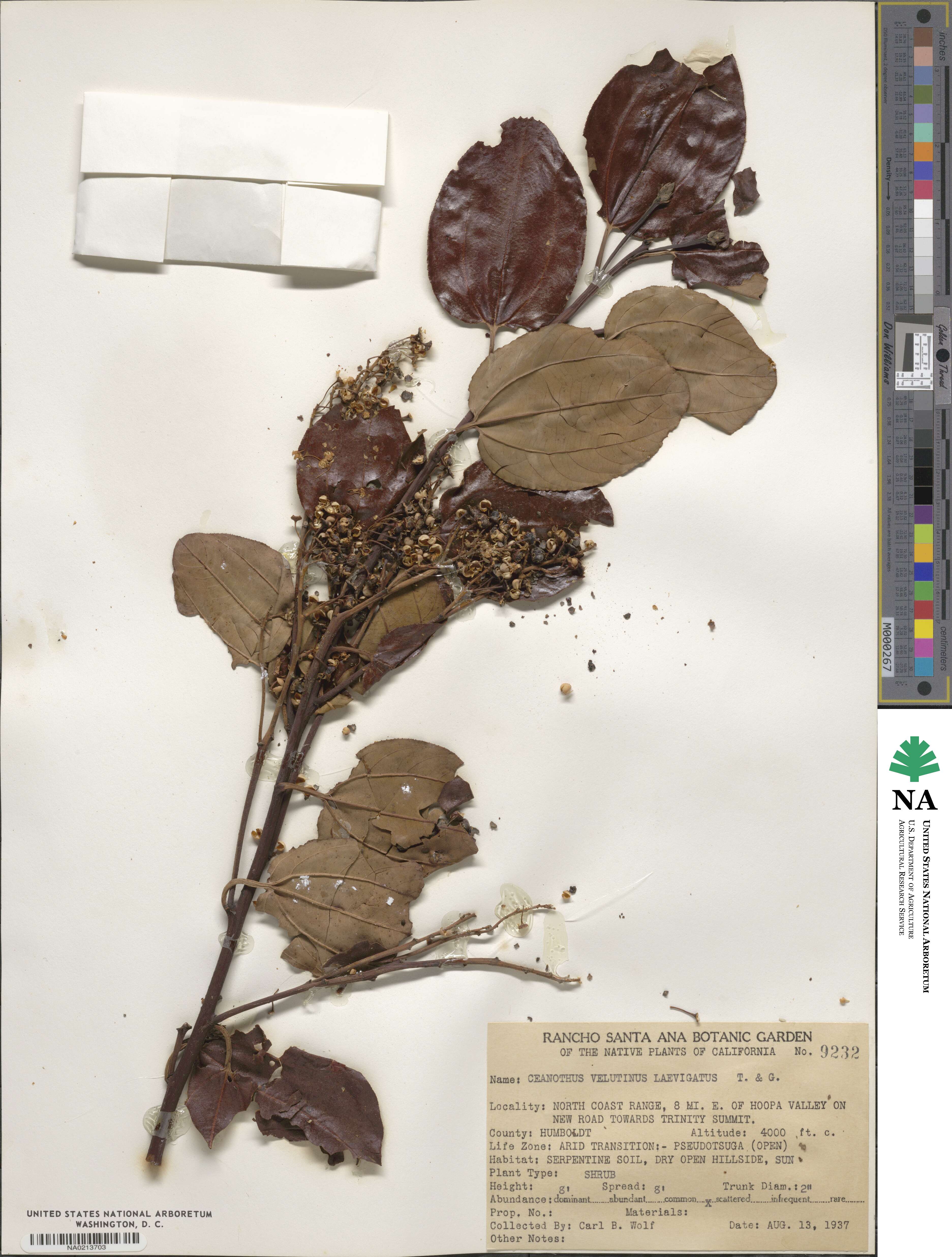 Ceanothus velutinus var. laevigatus image