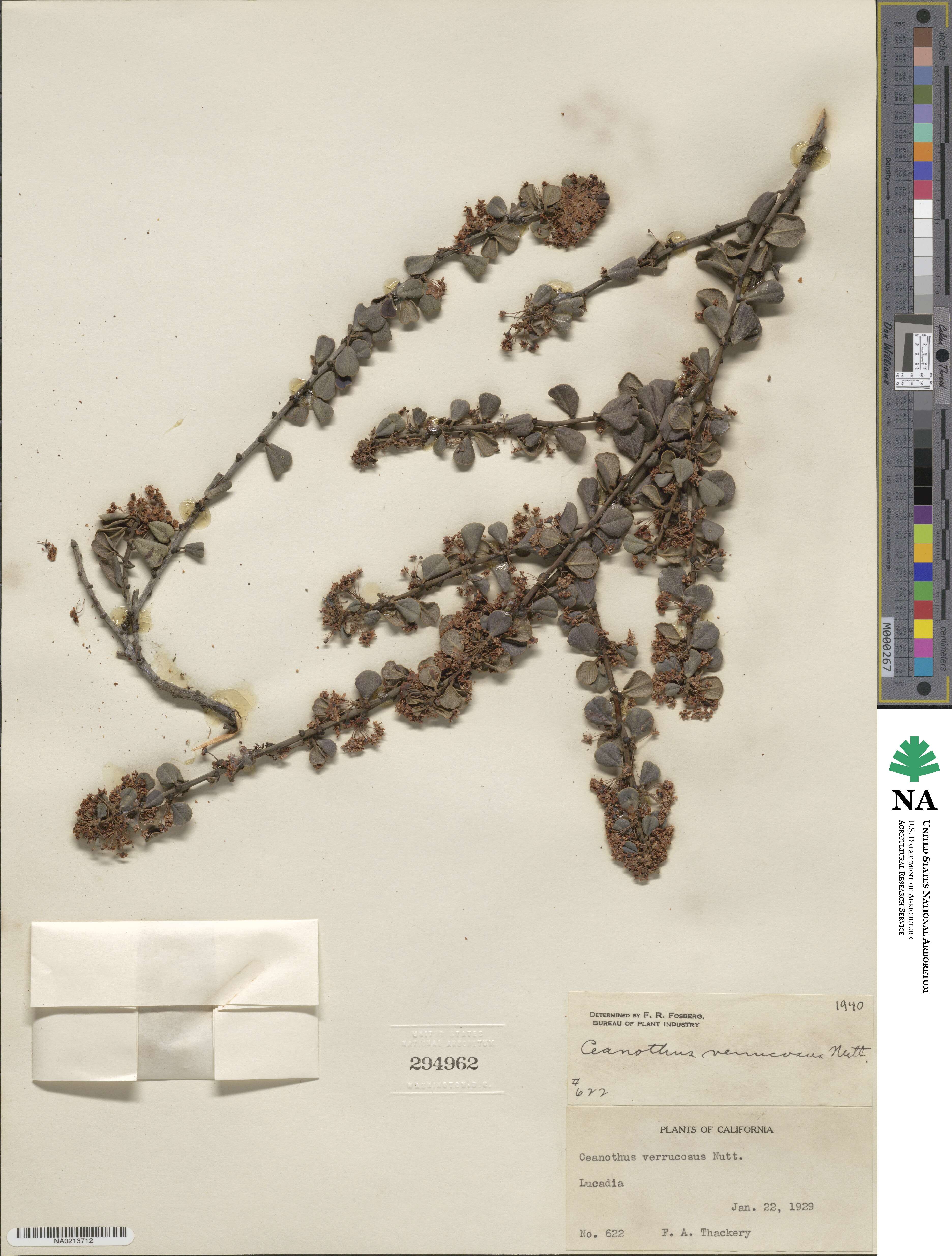 Ceanothus verrucosus image