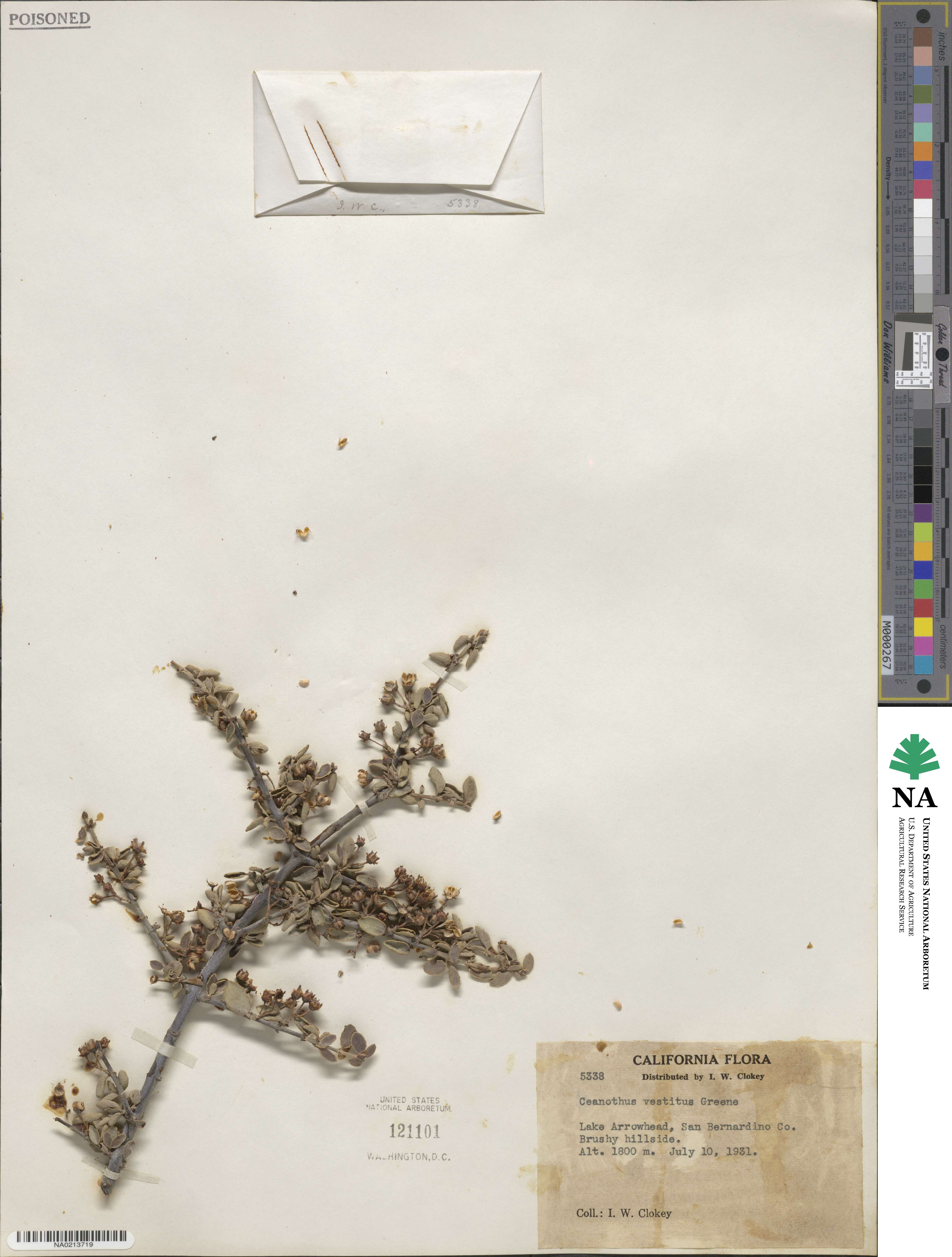 Ceanothus greggii subsp. vestitus image