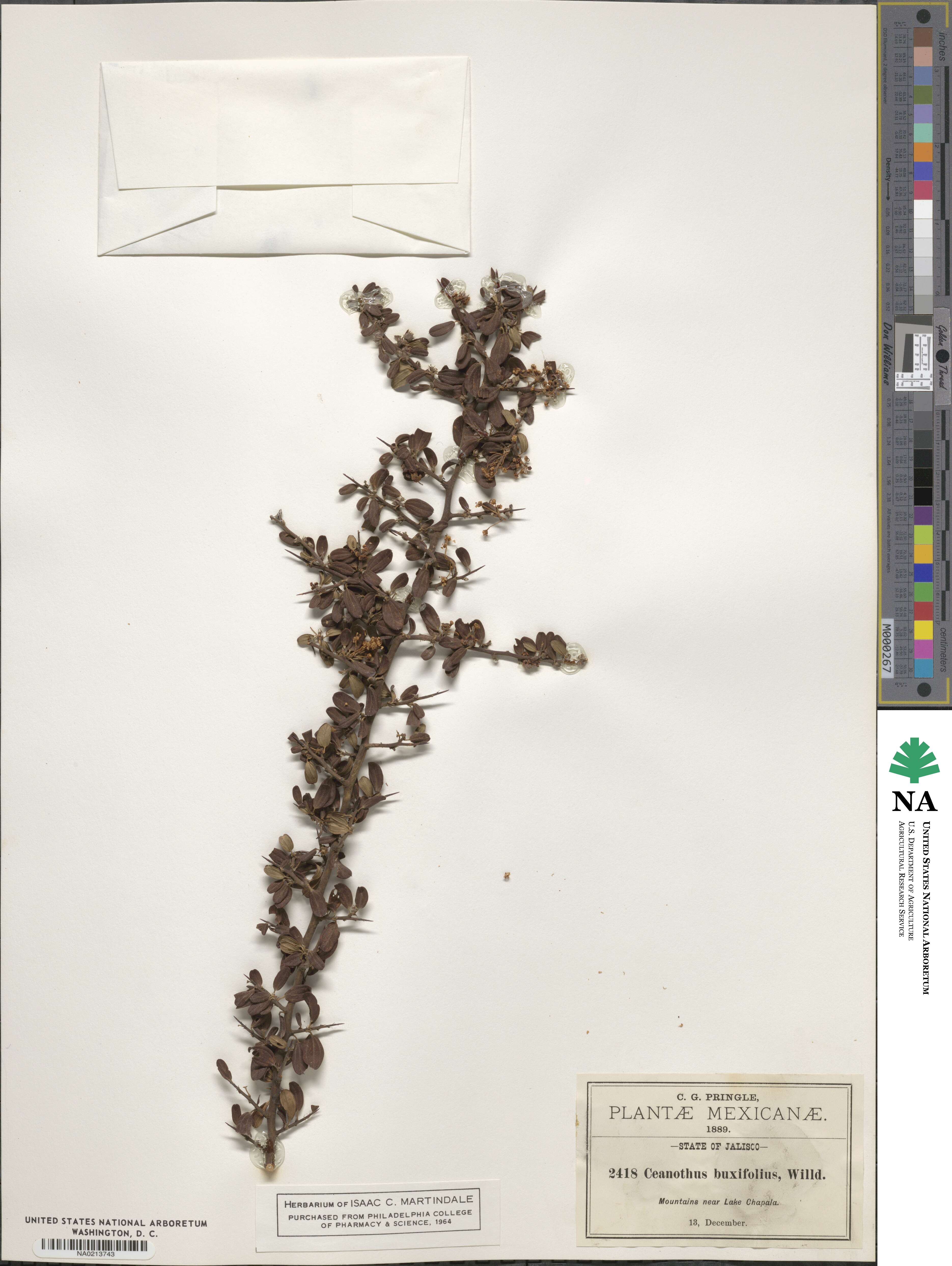 Ceanothus buxifolius image