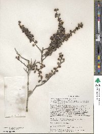 Ceanothus verrucosus image