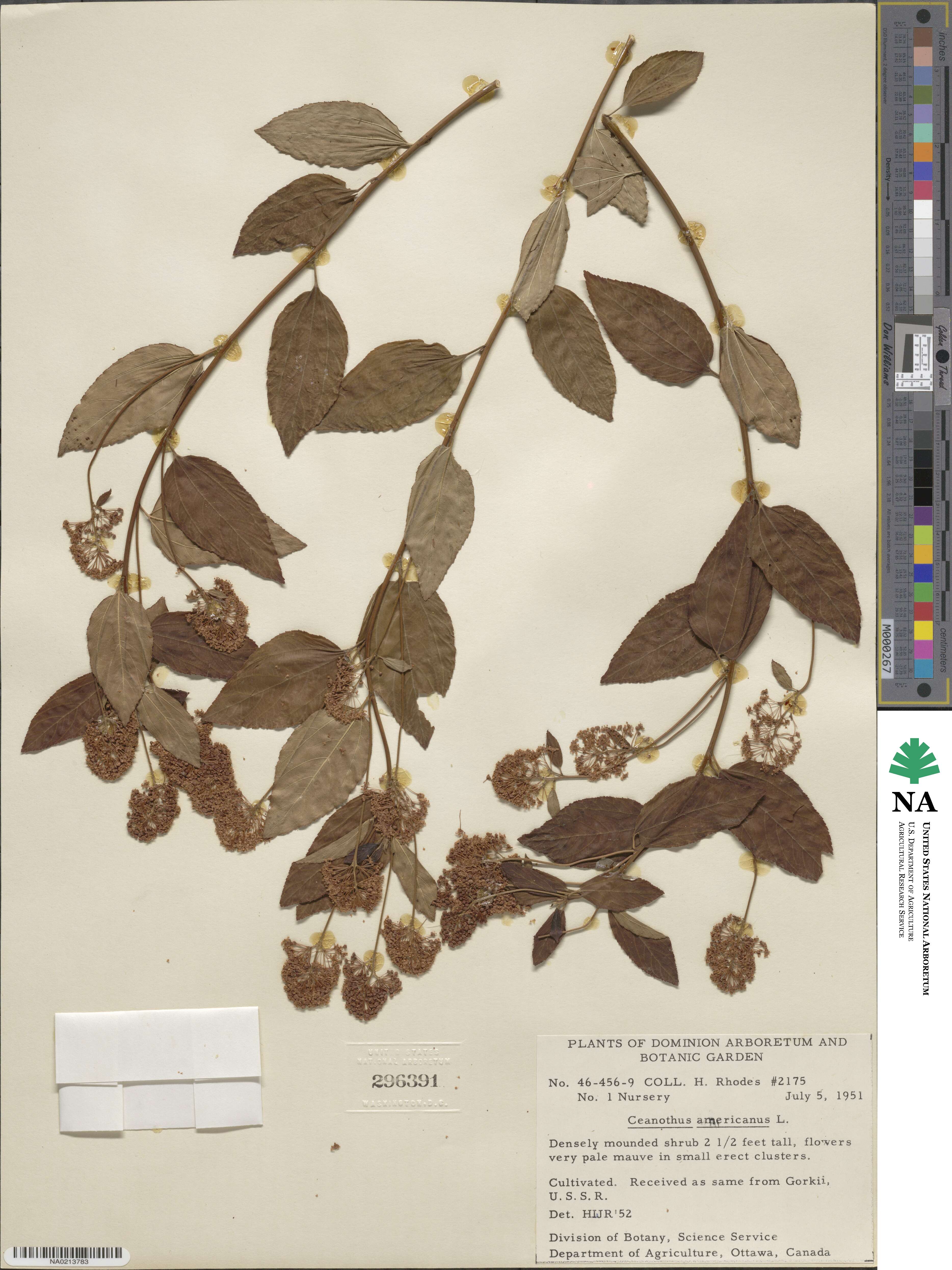 Ceanothus americanus image