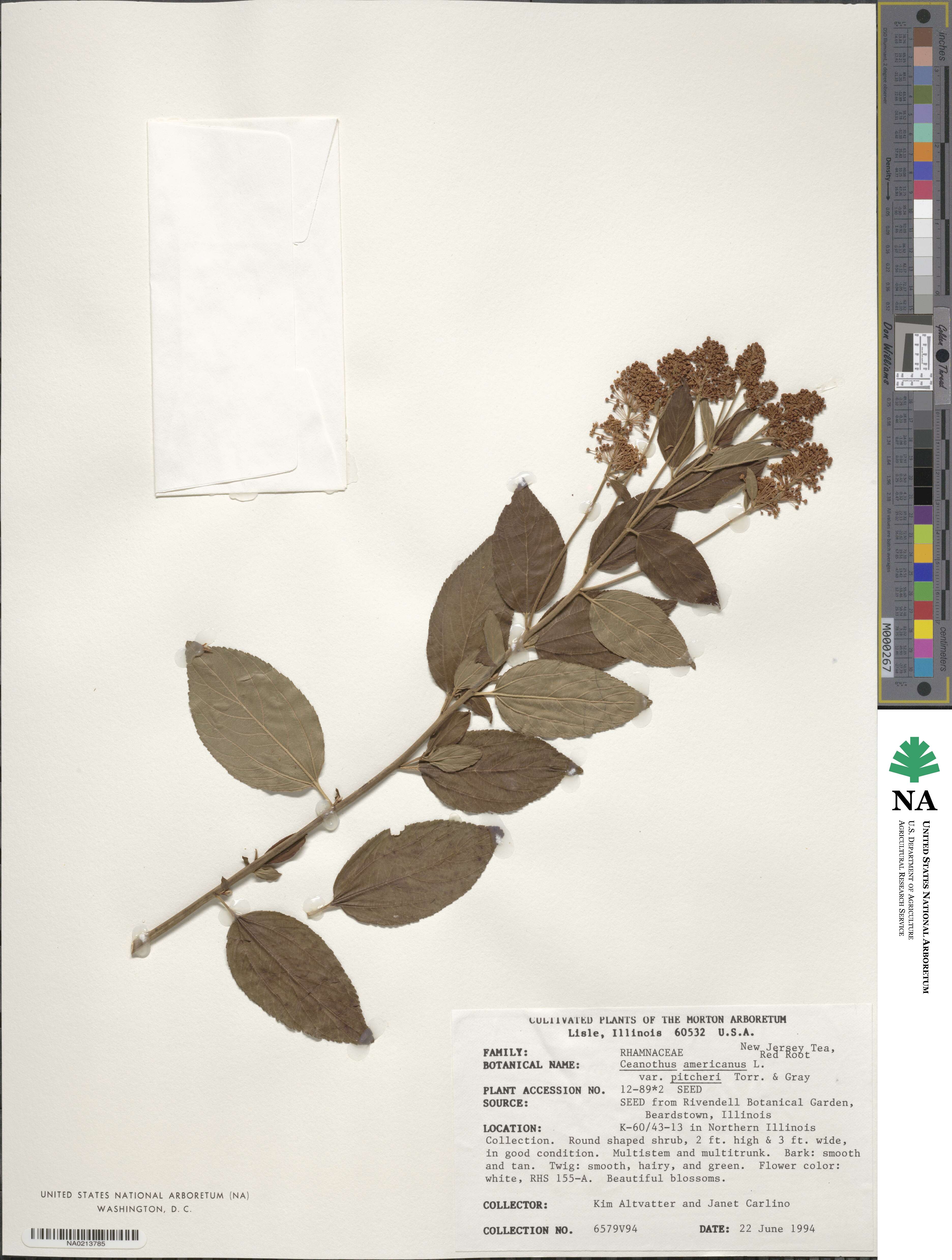 Ceanothus americanus image