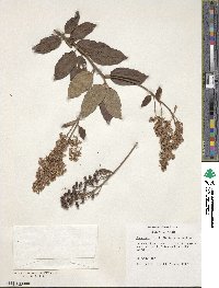 Ceanothus americanus image