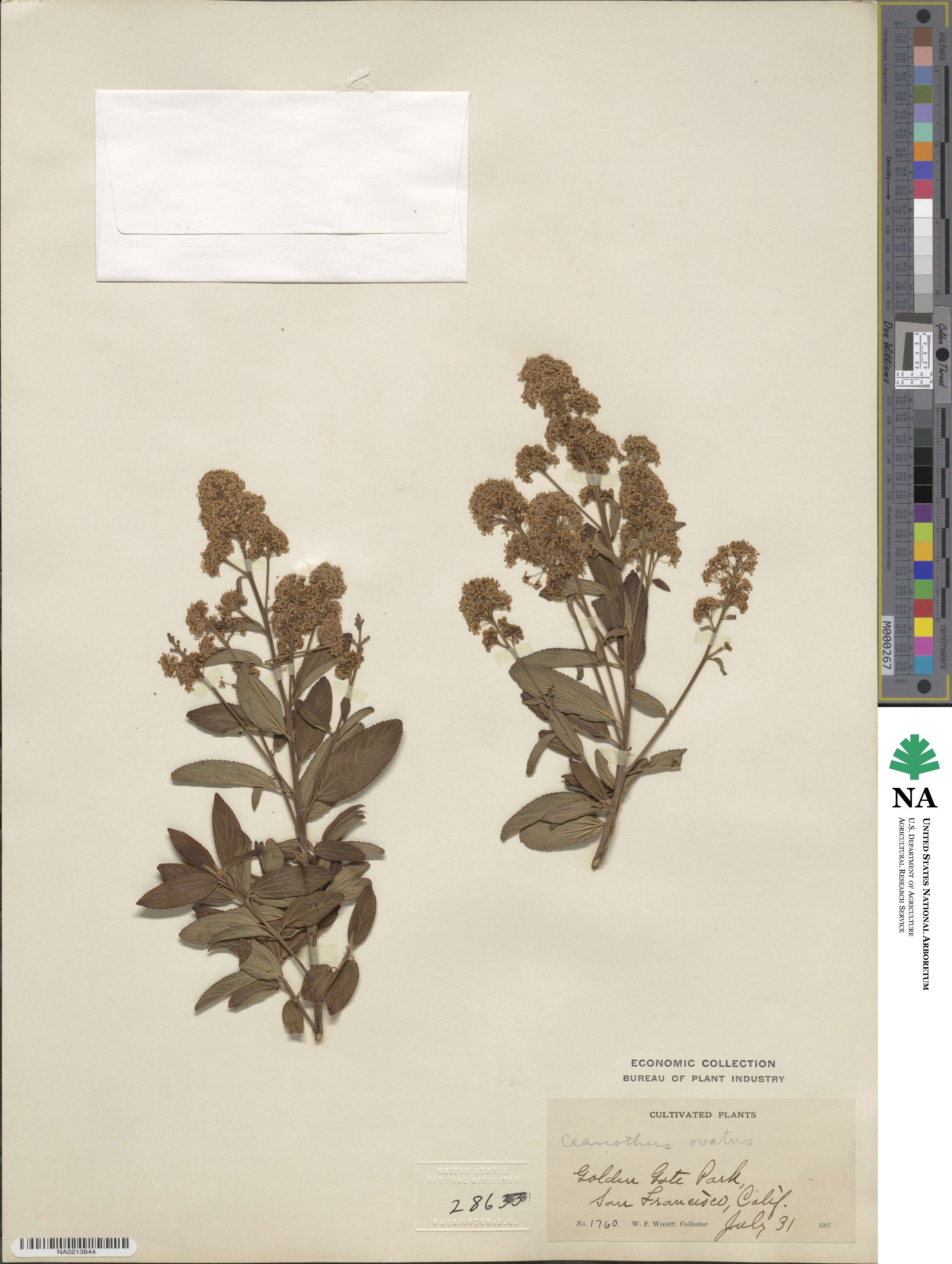 Ceanothus herbaceus image