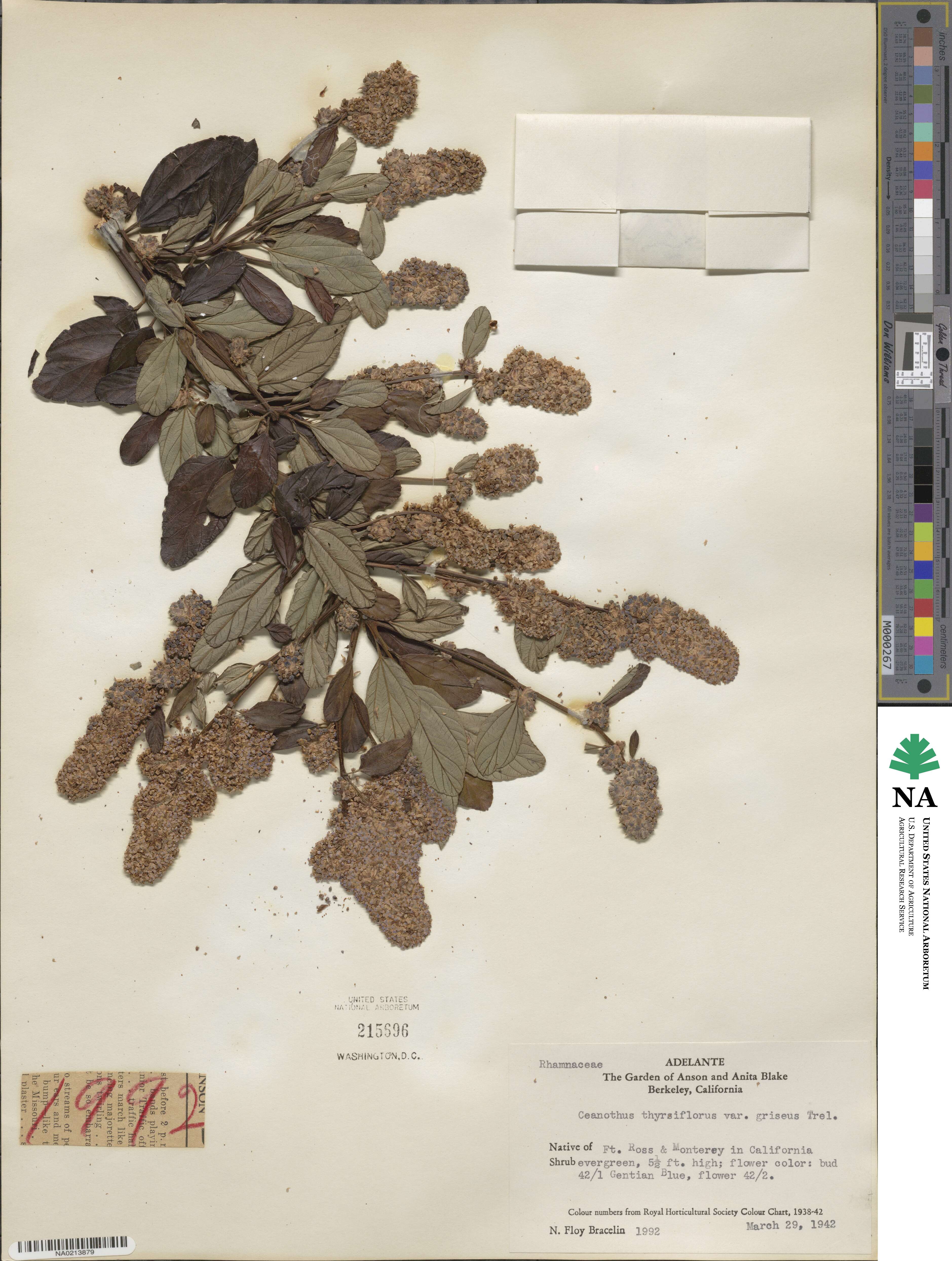 Ceanothus griseus image