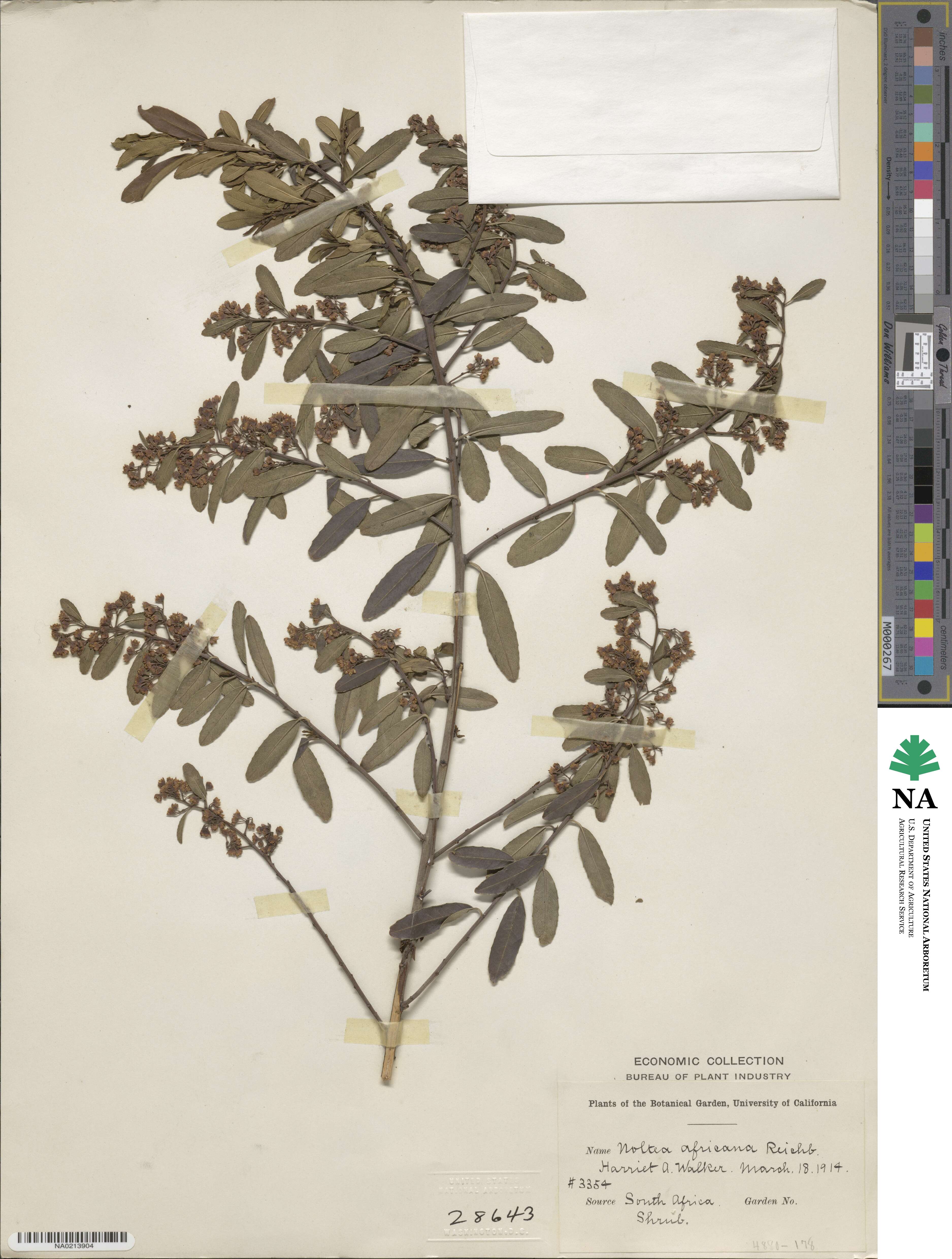 Noltea africana image