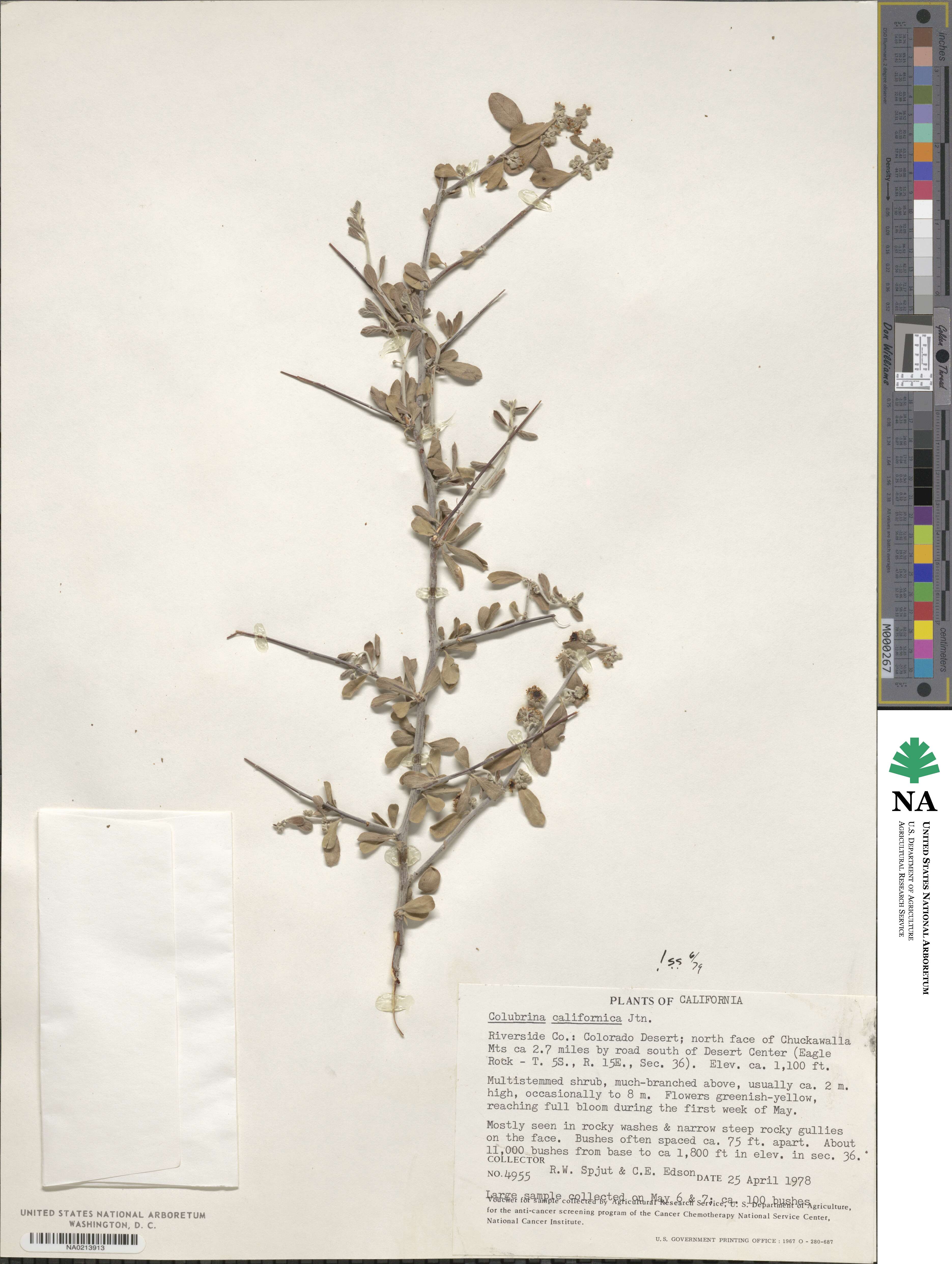 Colubrina californica image