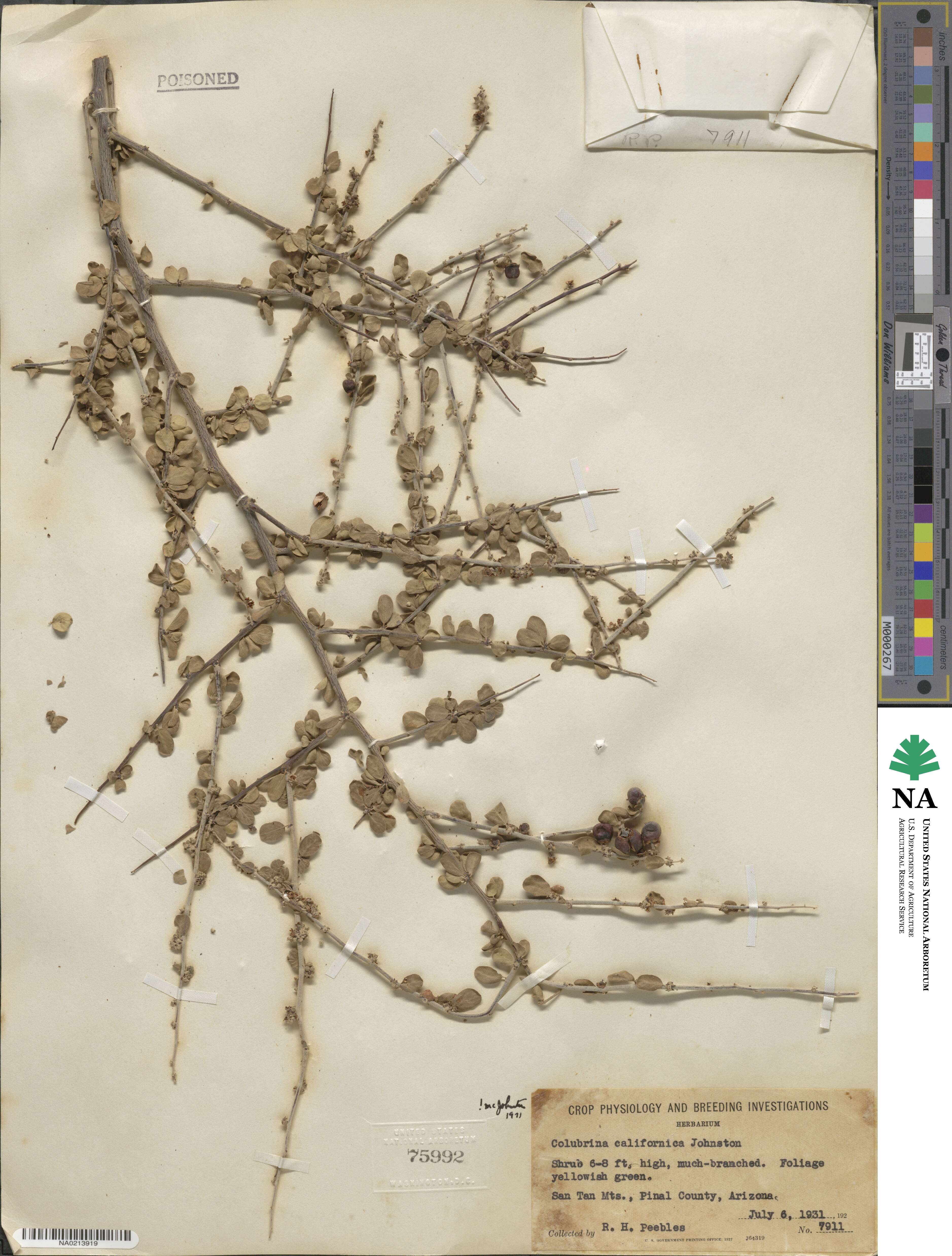 Colubrina californica image