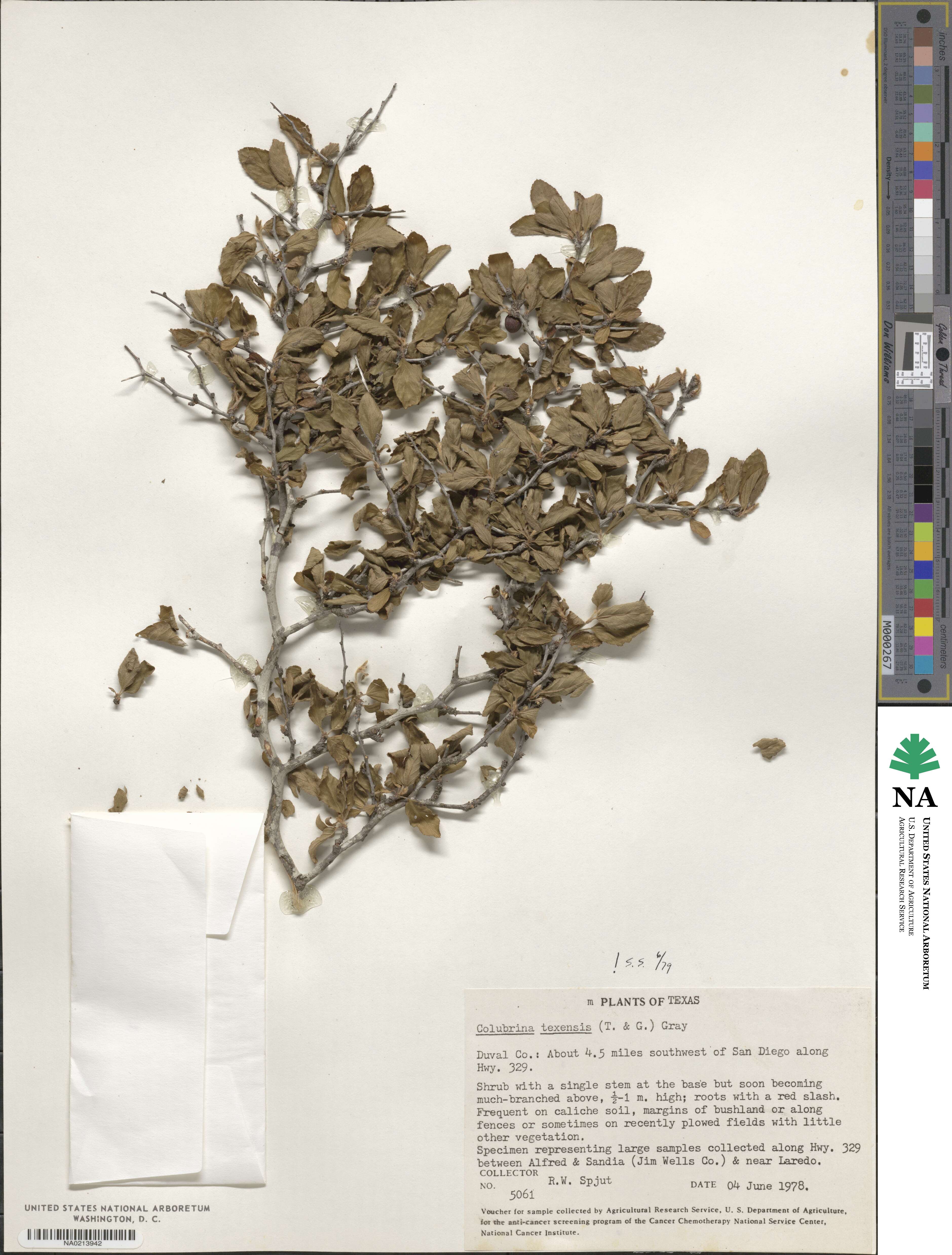 Colubrina texensis image