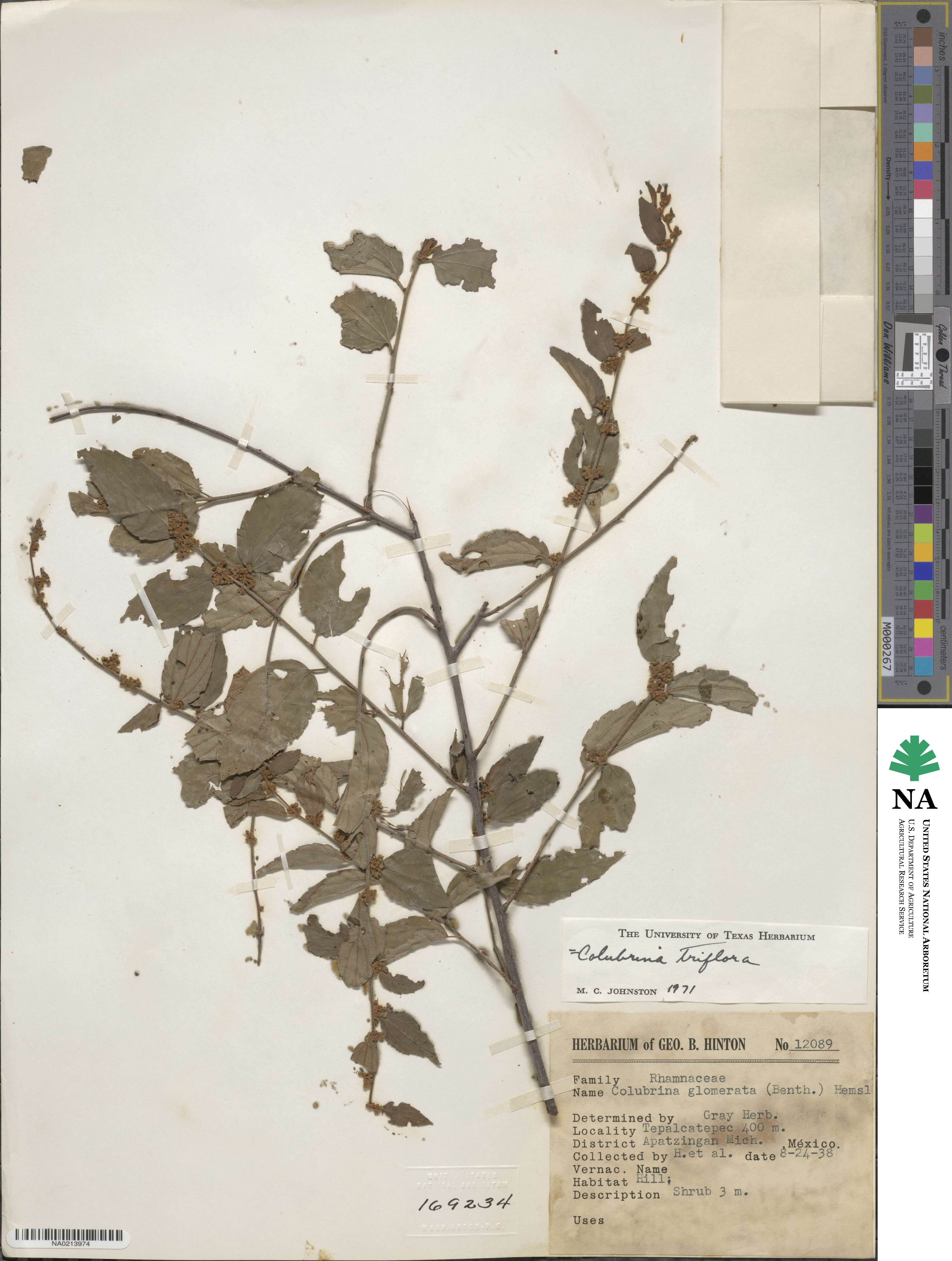 Colubrina image