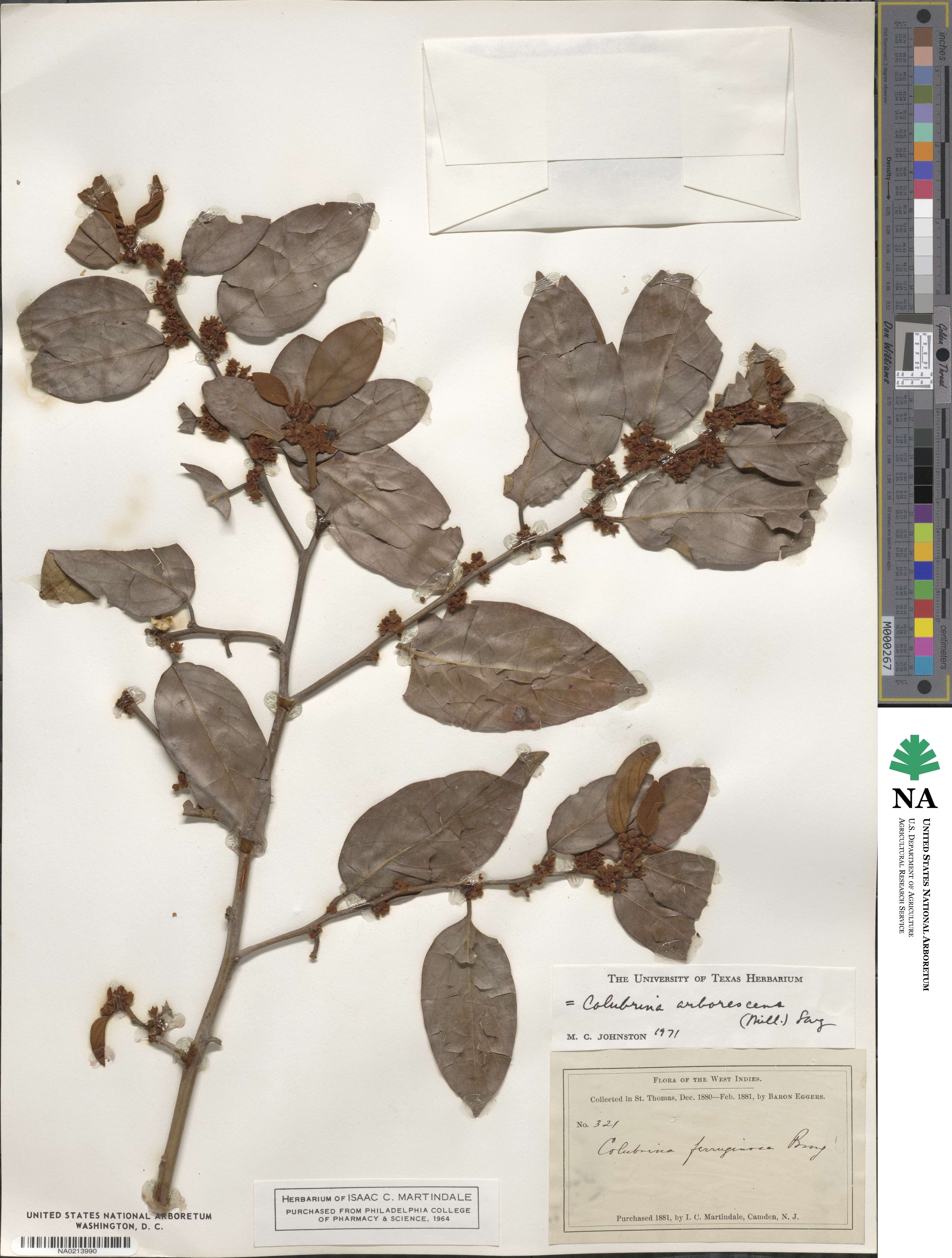 Colubrina arborescens image