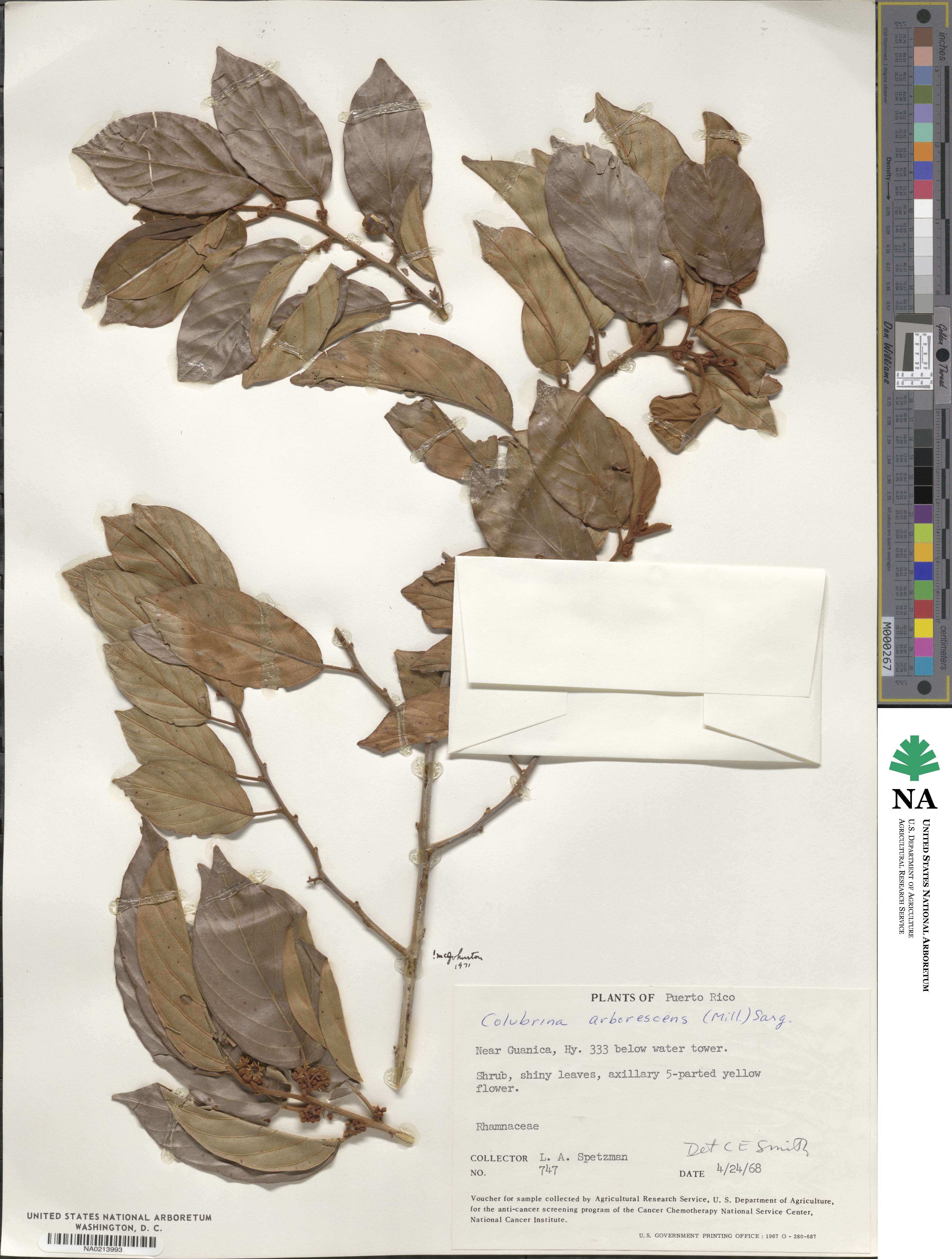 Colubrina arborescens image