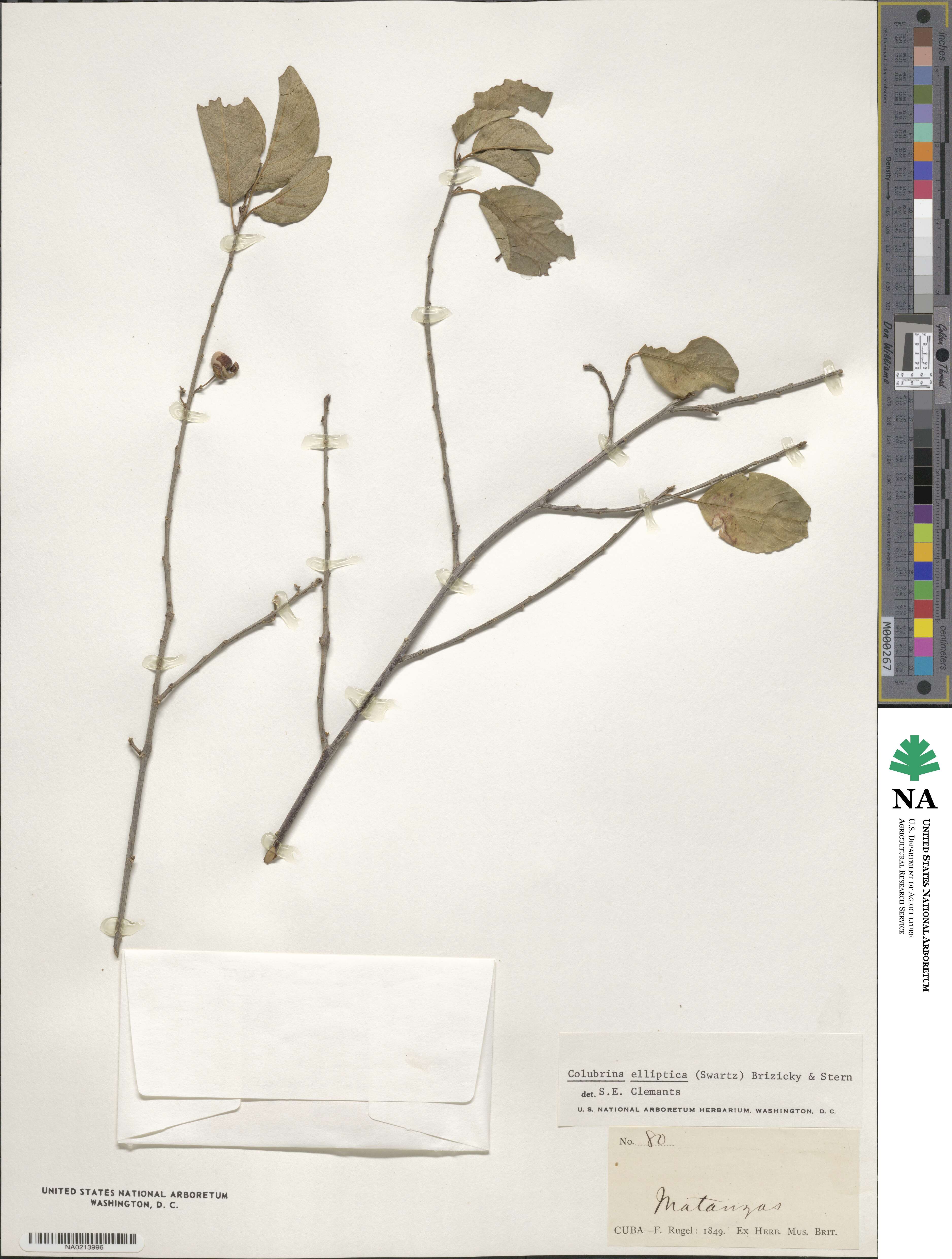 Colubrina elliptica image
