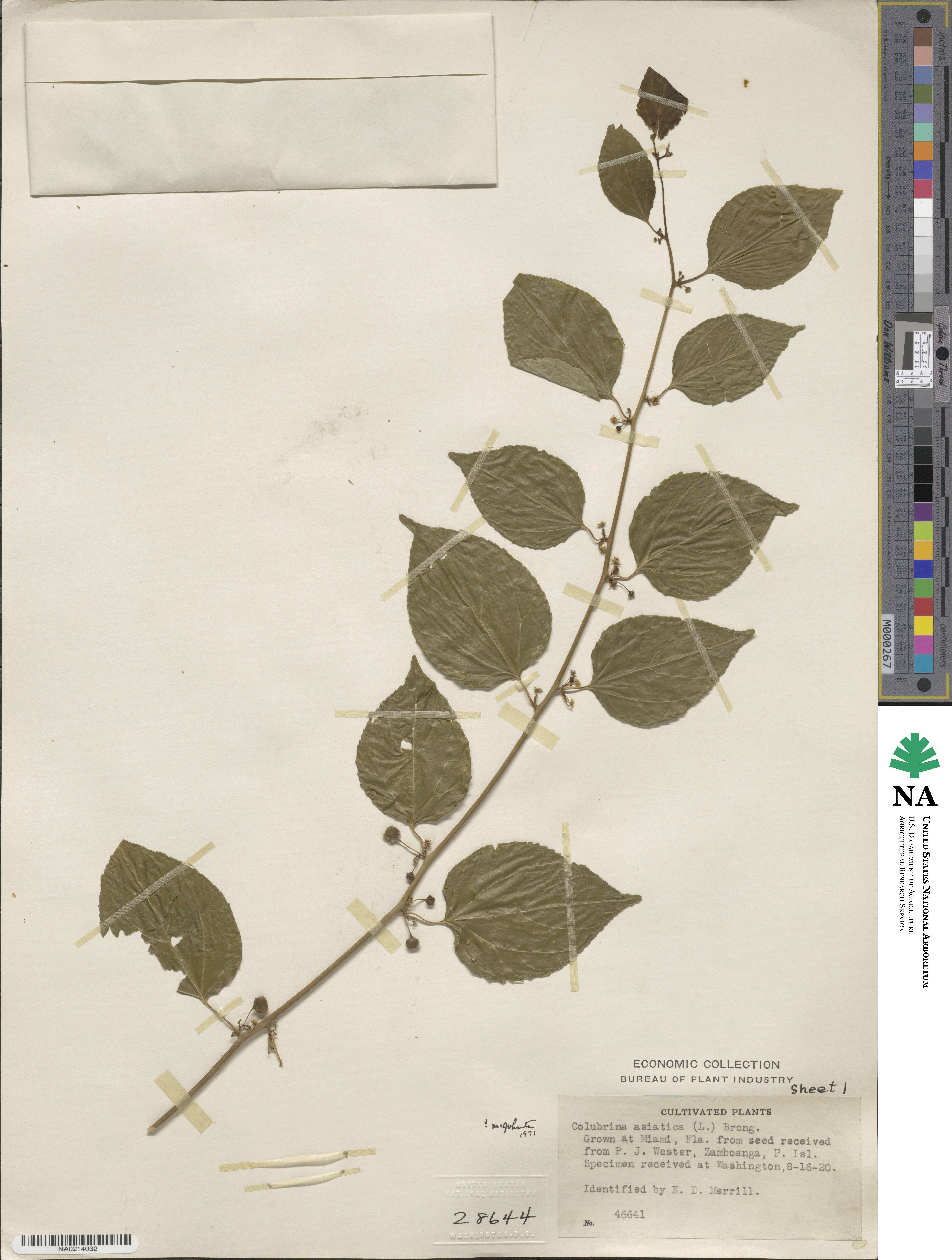 Colubrina asiatica image