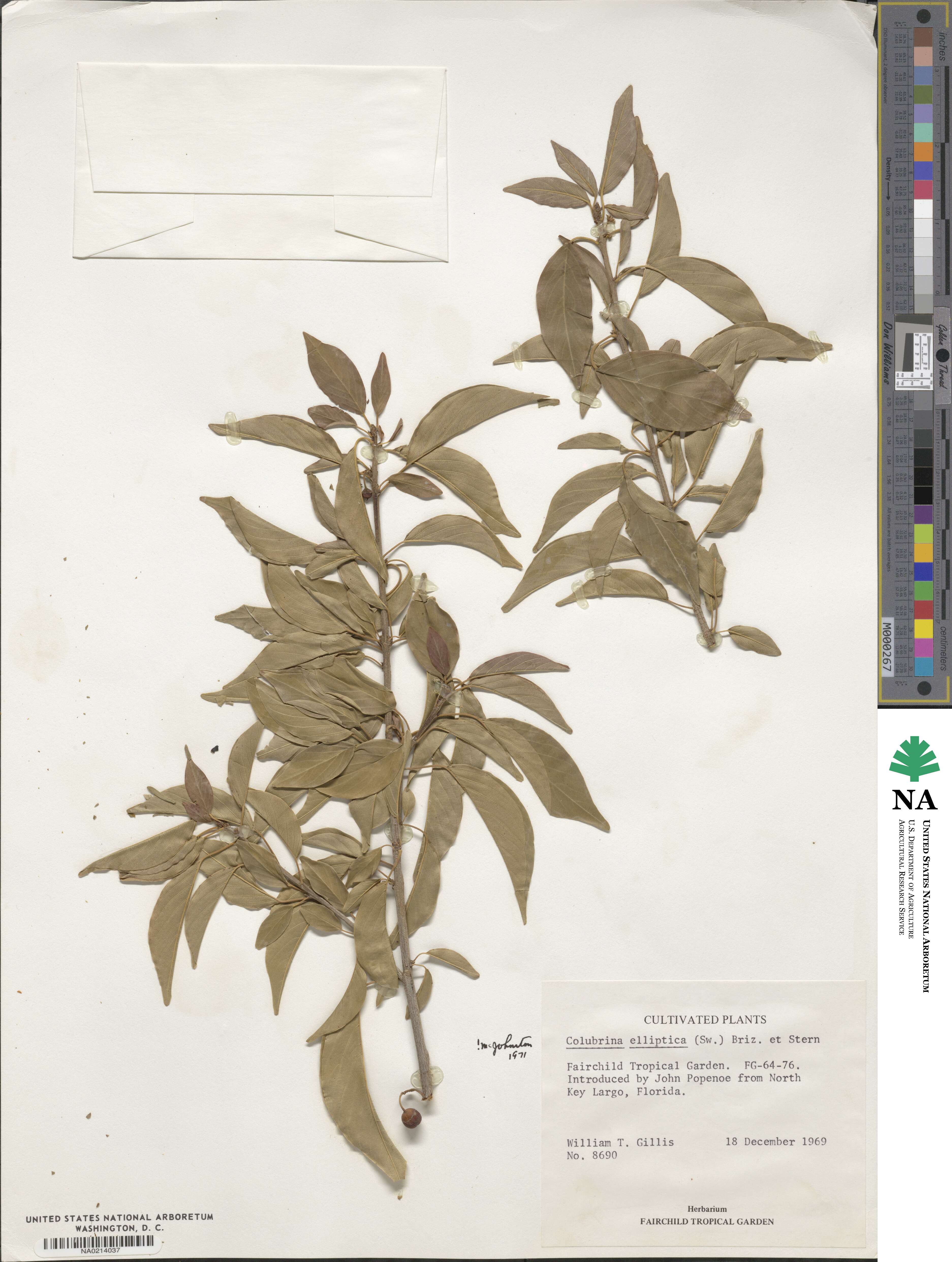 Colubrina elliptica image