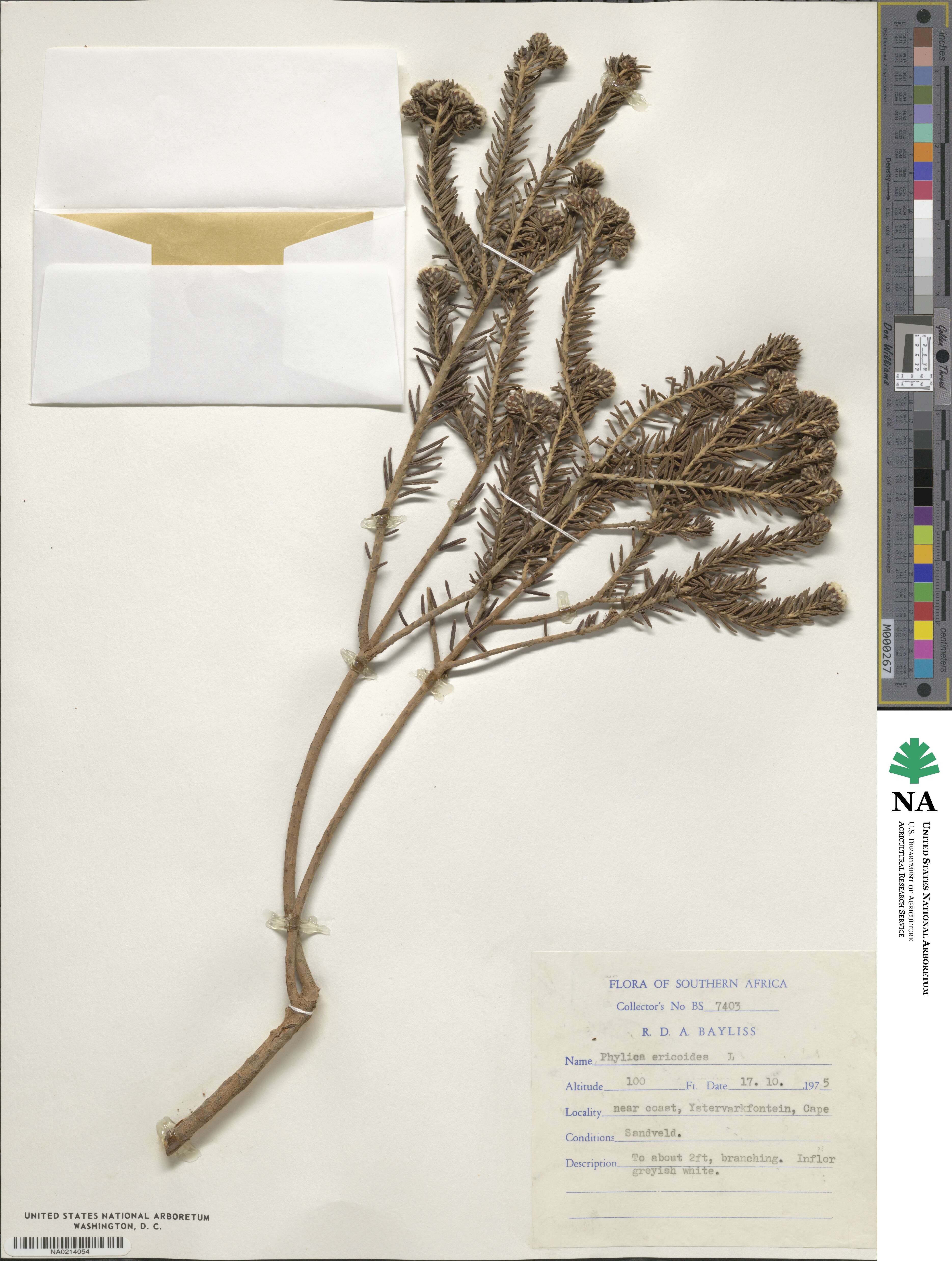 Phylica ericoides image