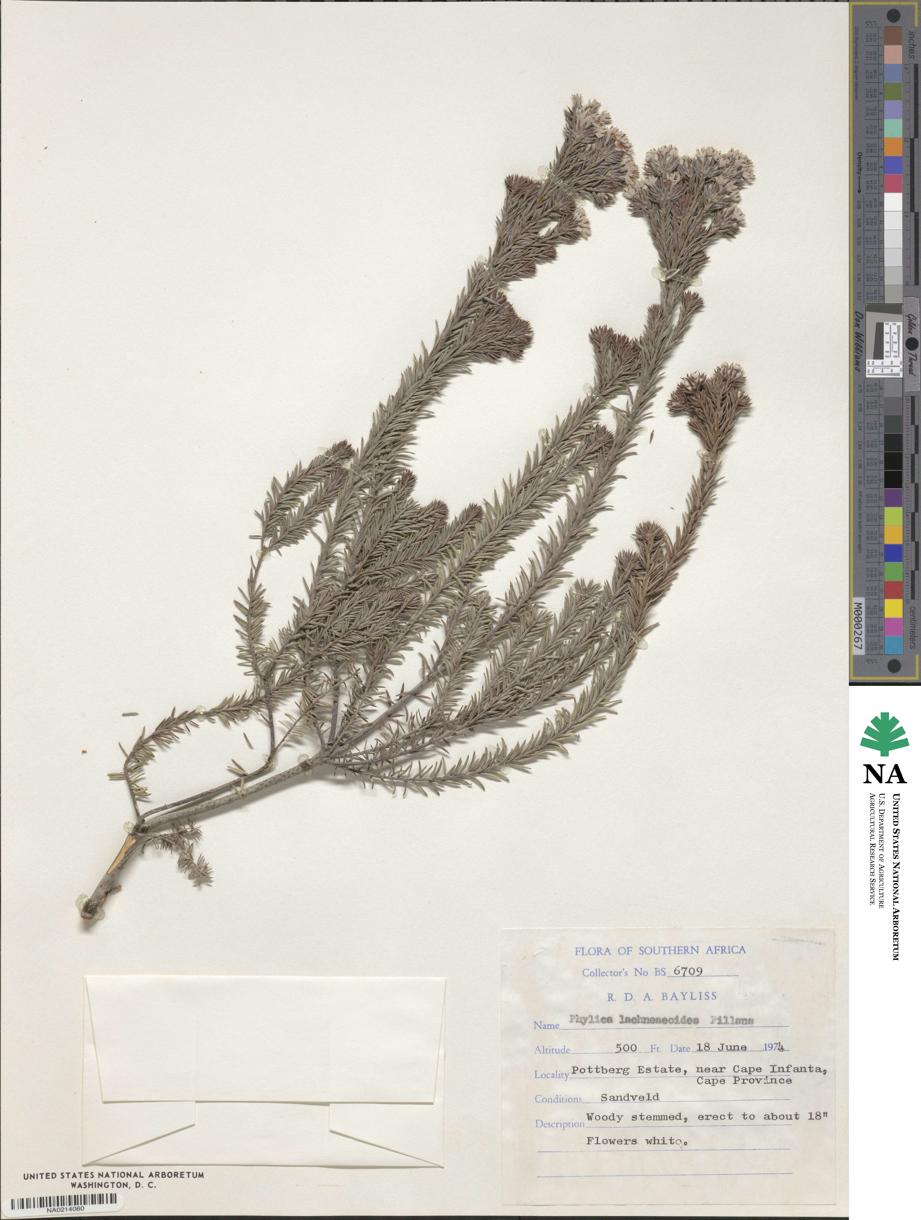 Phylica lachneaeoides image