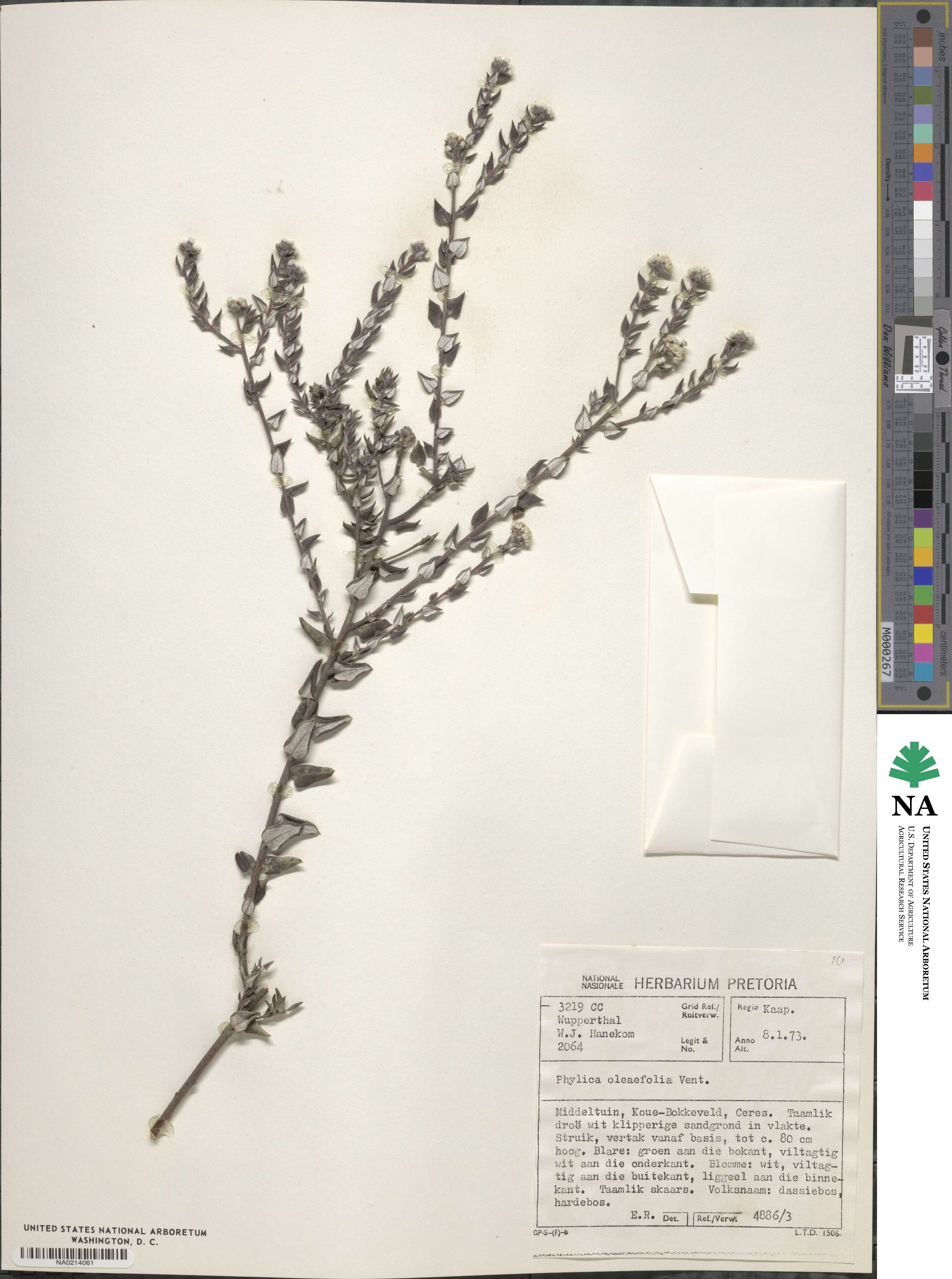 Phylica oleaefolia image