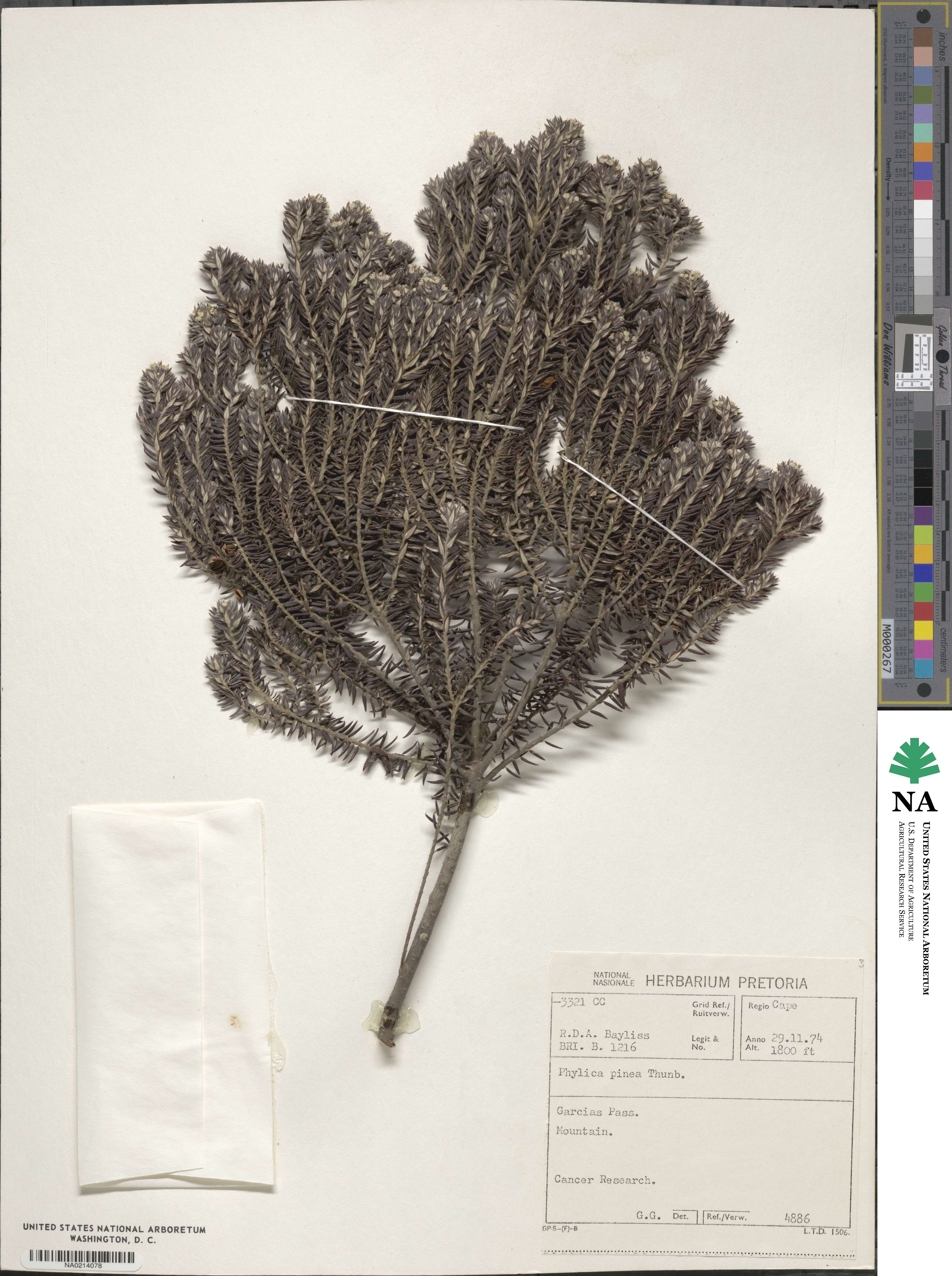 Phylica pinea image