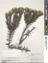 Phylica pubescens image
