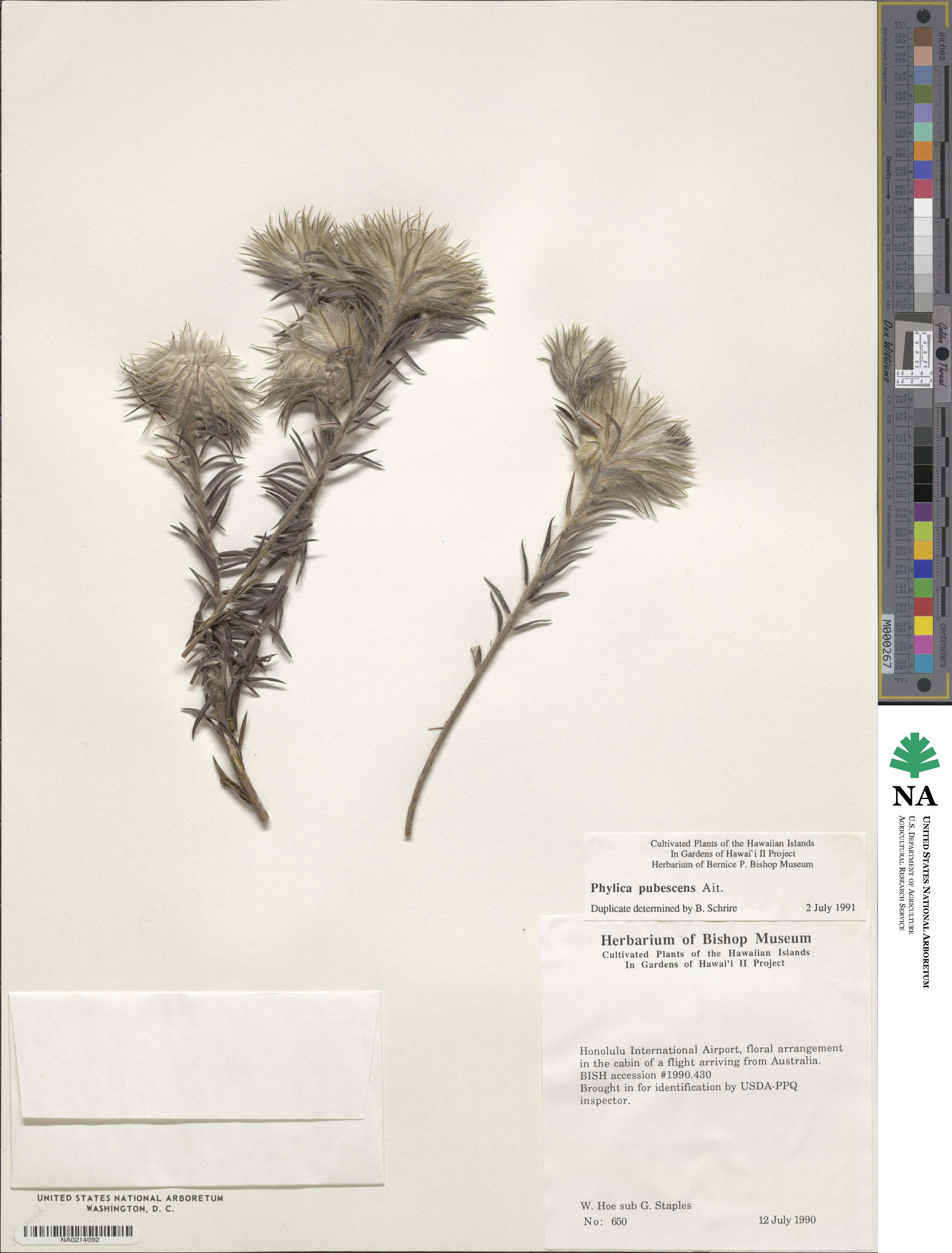 Phylica pubescens image