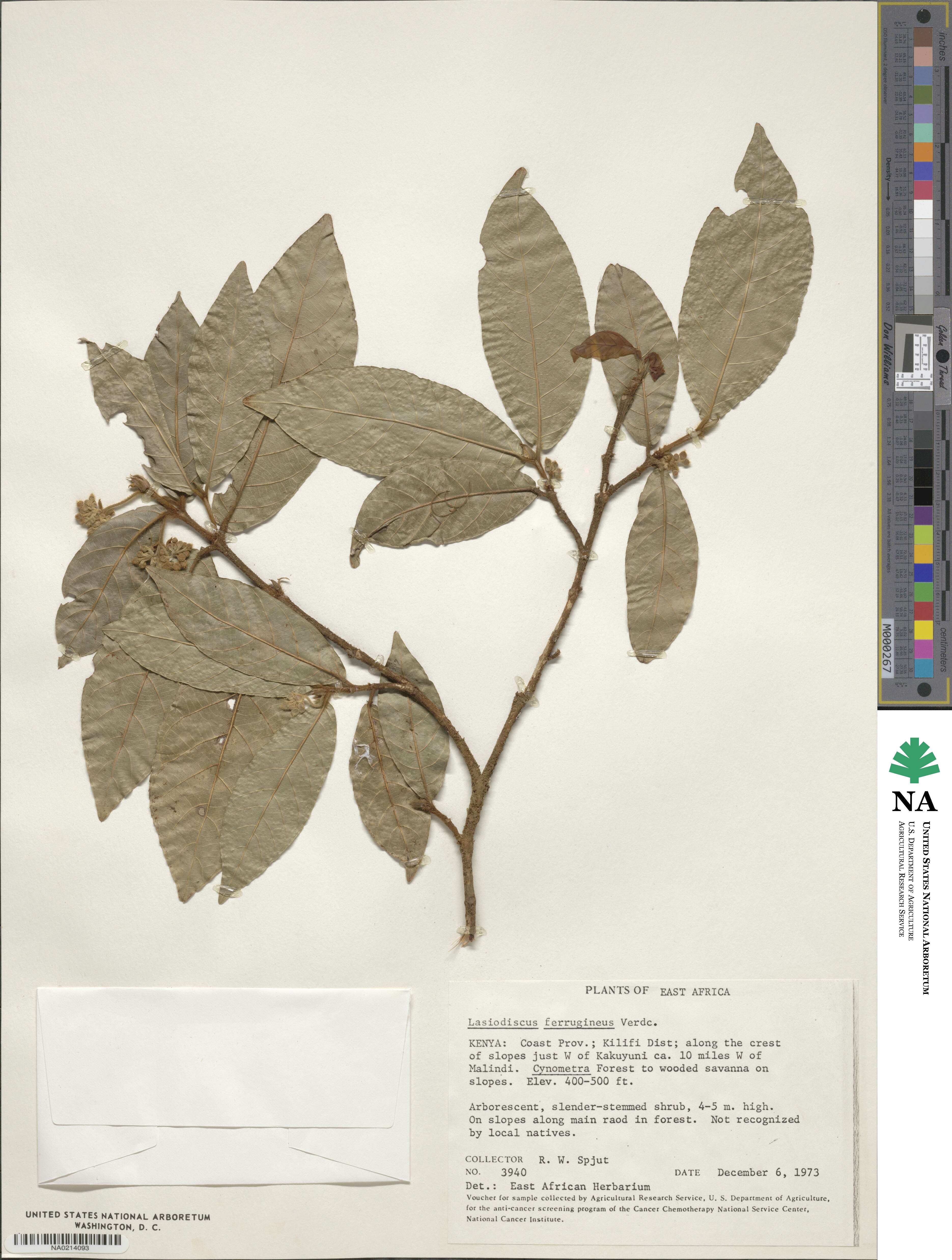 Lasiodiscus pervillei subsp. ferrugineus image