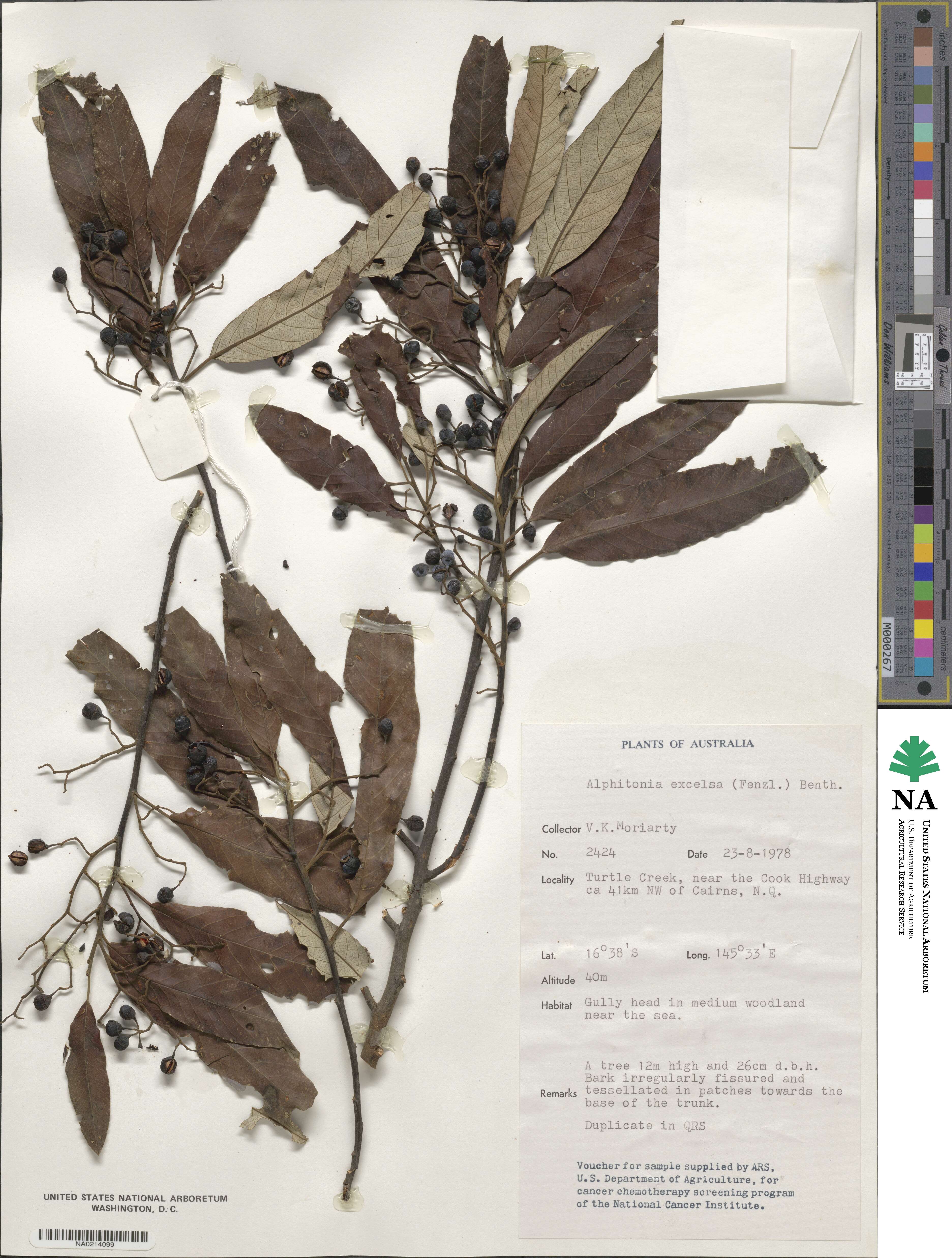 Alphitonia excelsa image