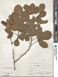 Alphitonia excelsa image