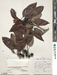 Image of Alphitonia ponderosa