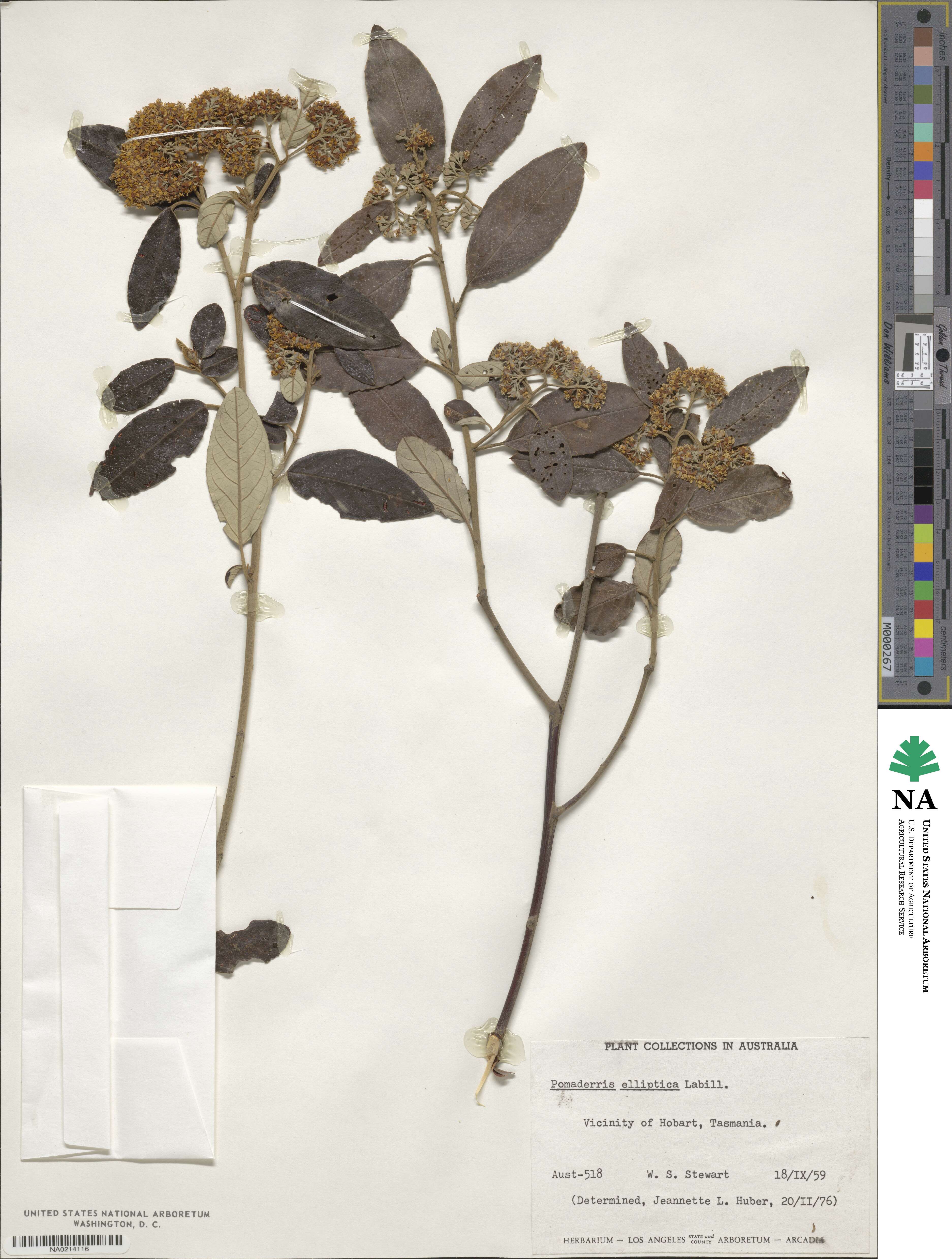 Pomaderris elliptica image