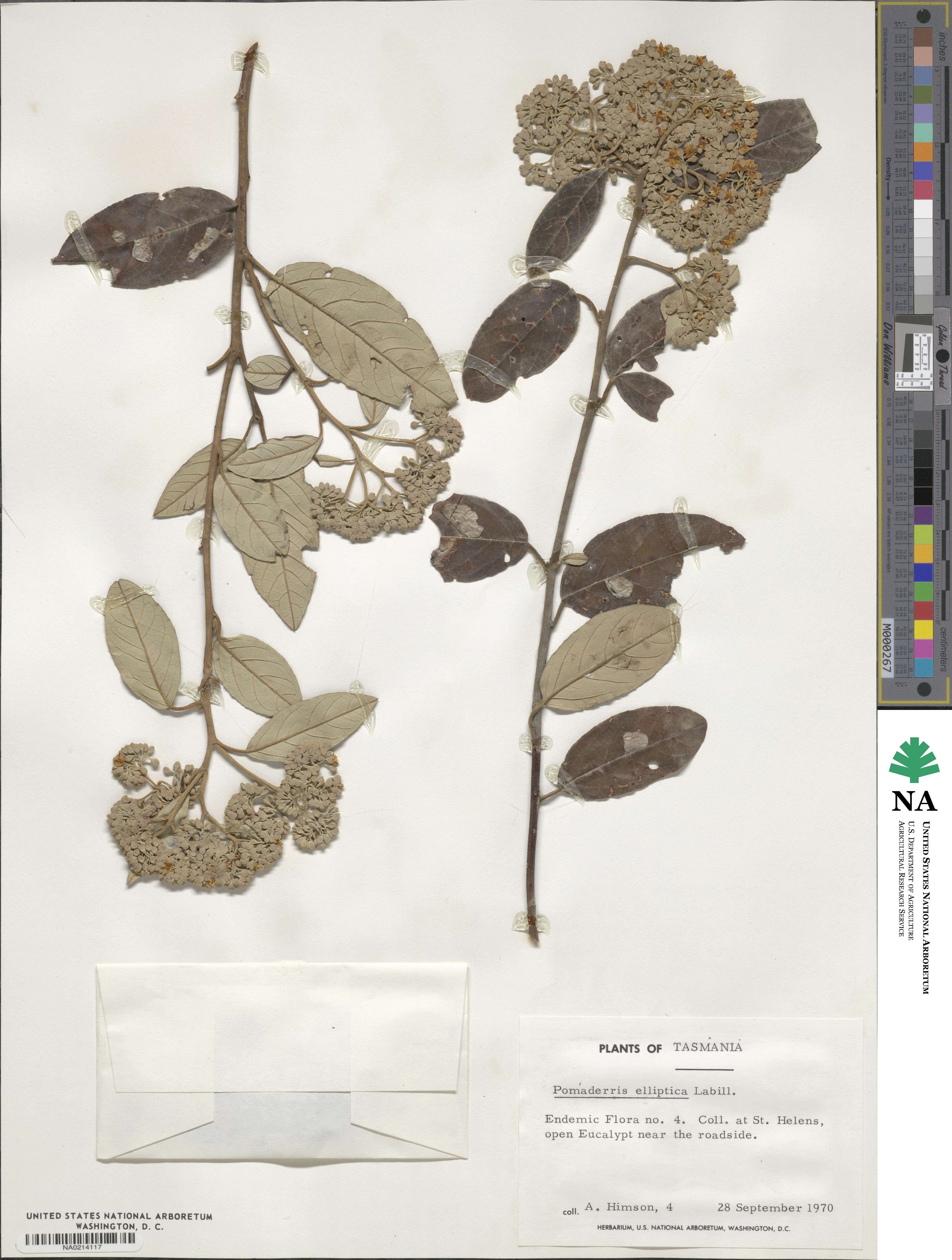 Pomaderris elliptica image