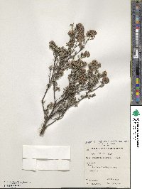 Pomaderris obcordata image