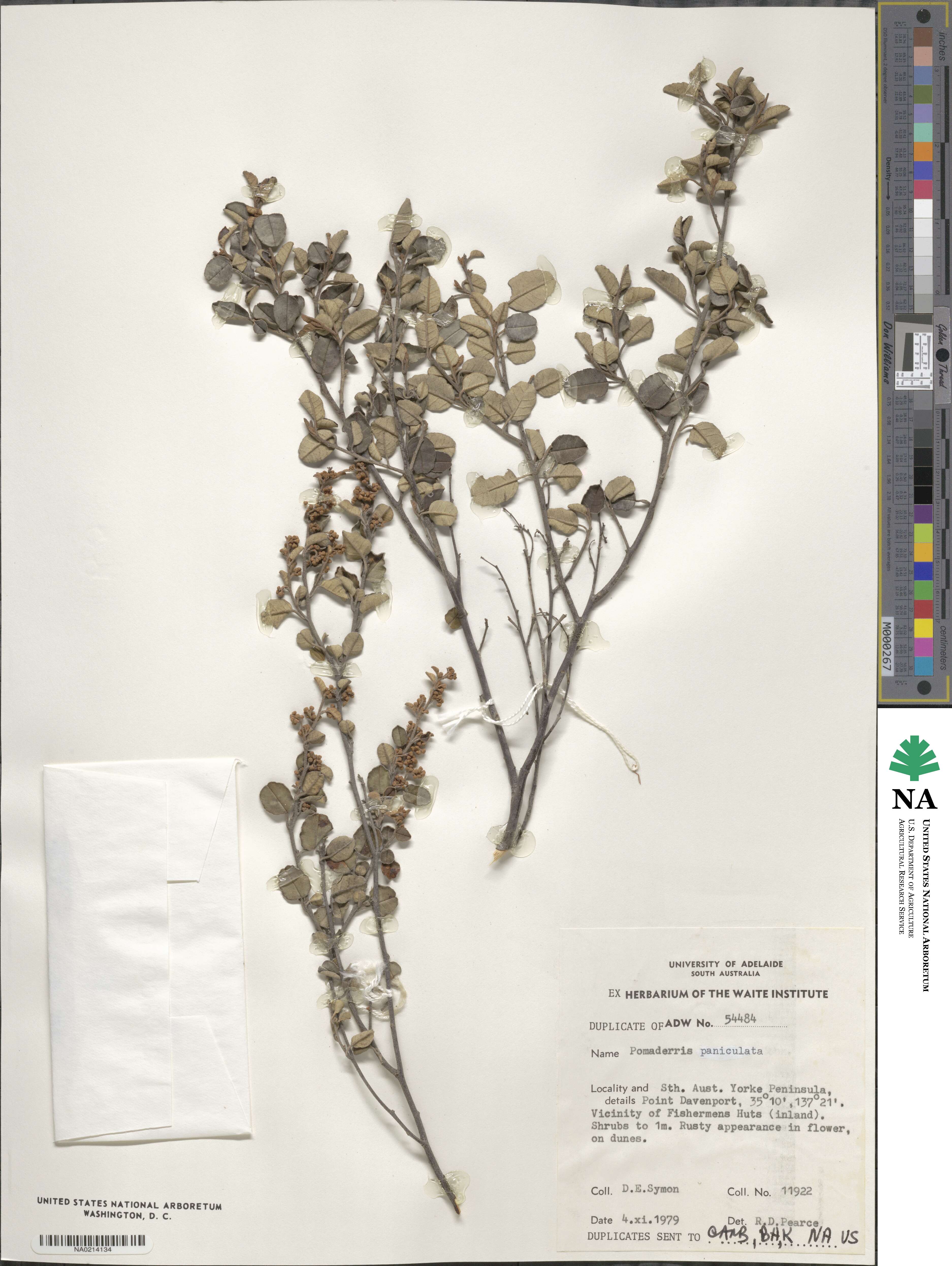 Pomaderris paniculosa image