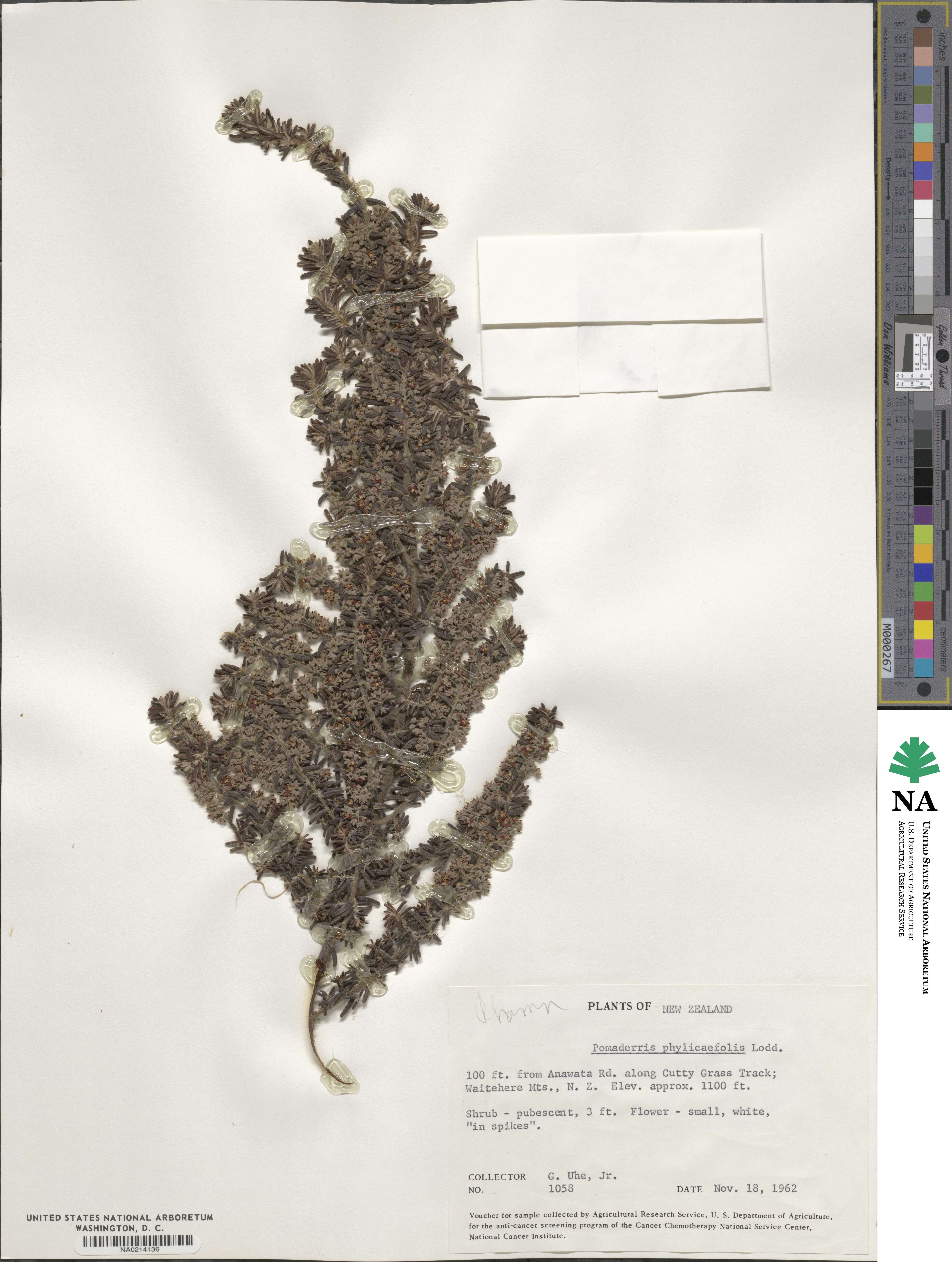Pomaderris phylicifolia image