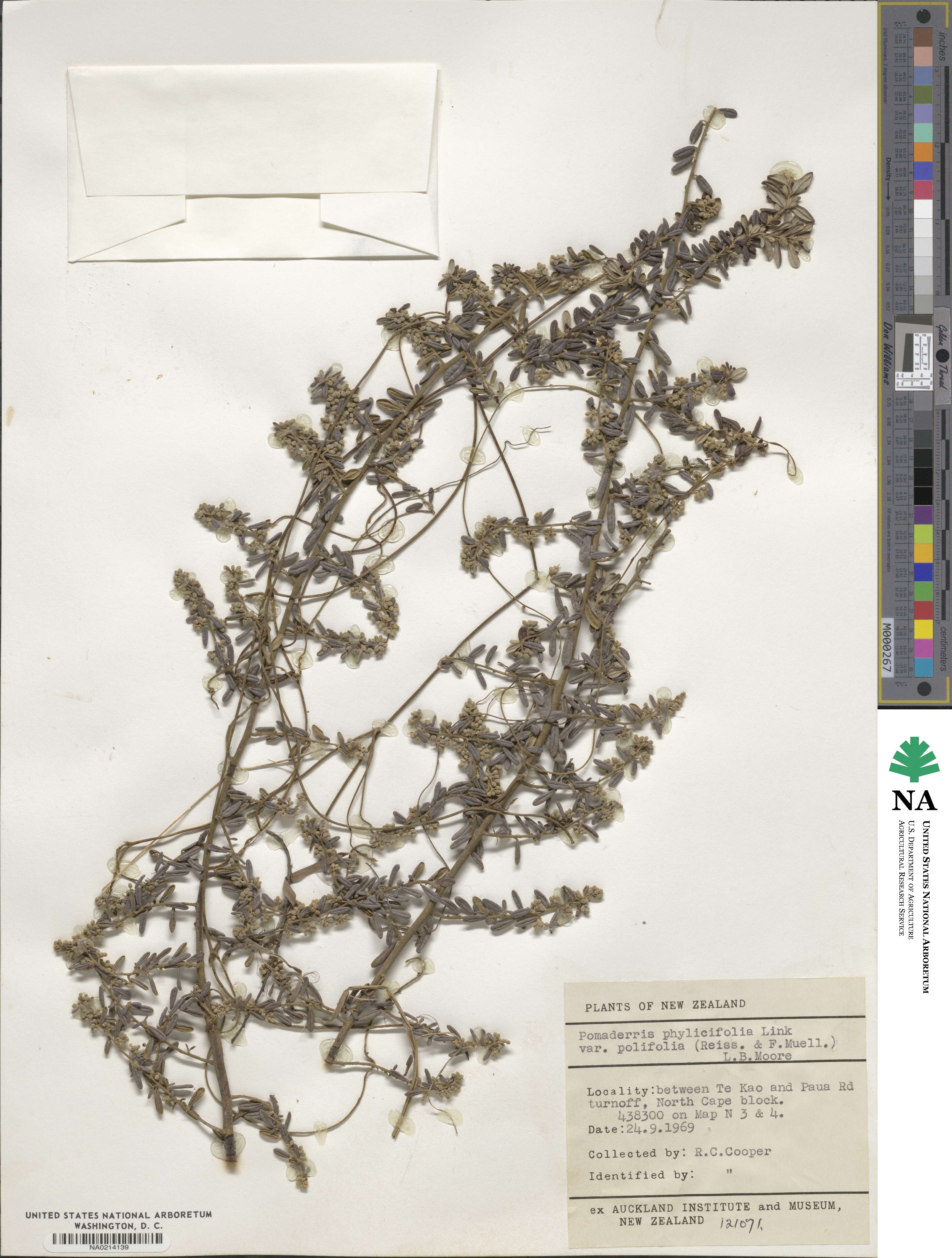 Pomaderris phylicifolia subsp. phylicifolia image