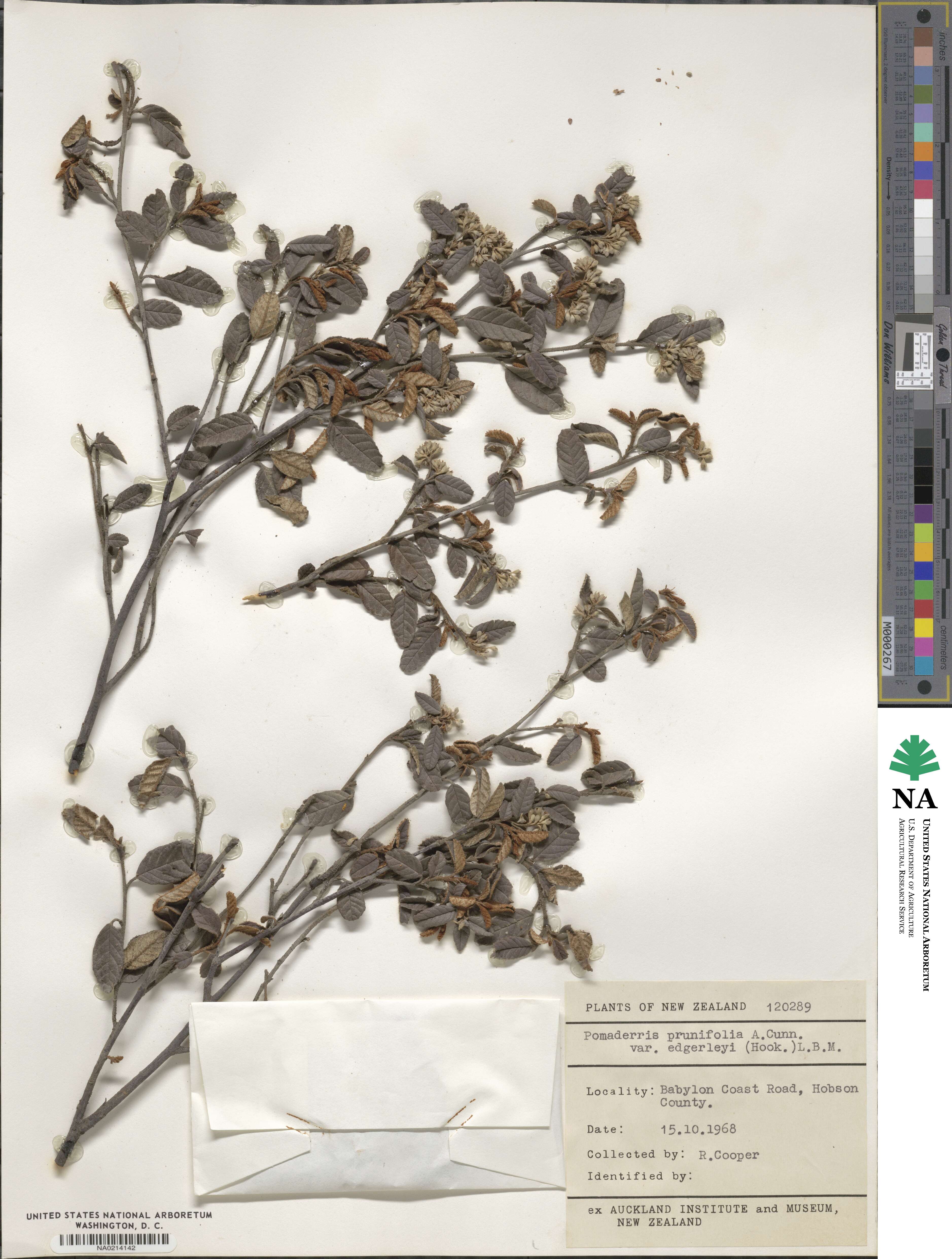 Pomaderris edgerleyi image