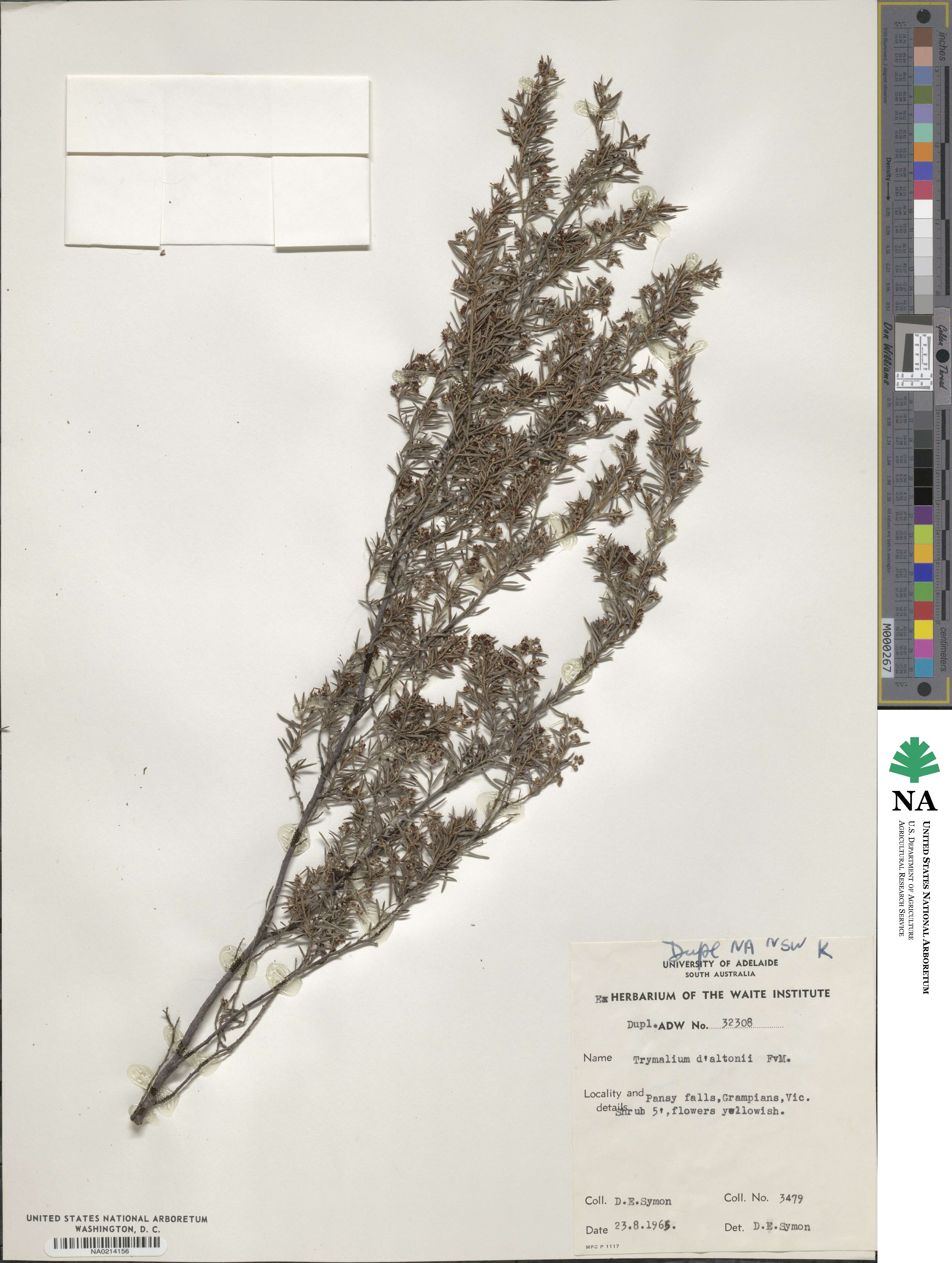 Spyridium daltonii image