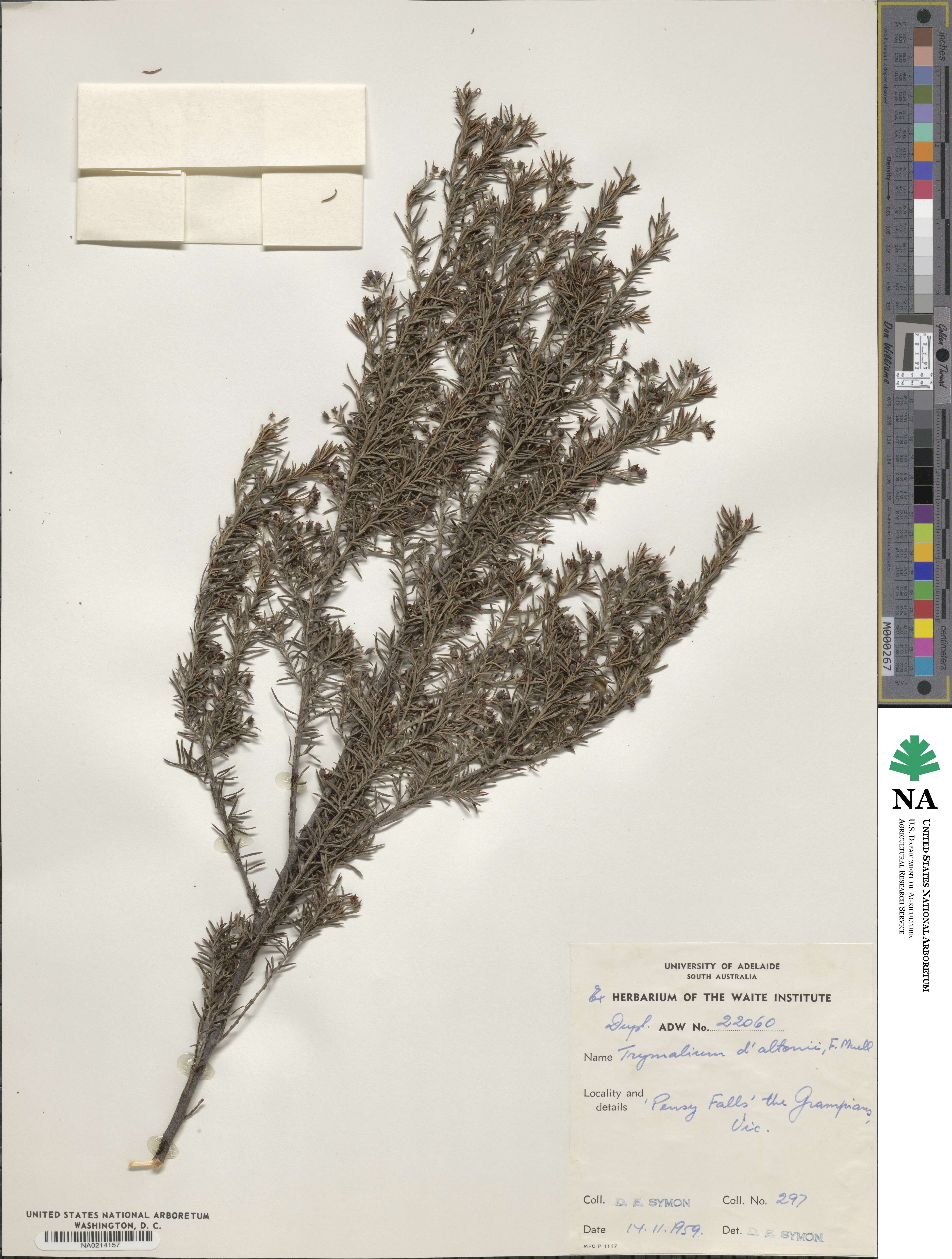 Spyridium daltonii image