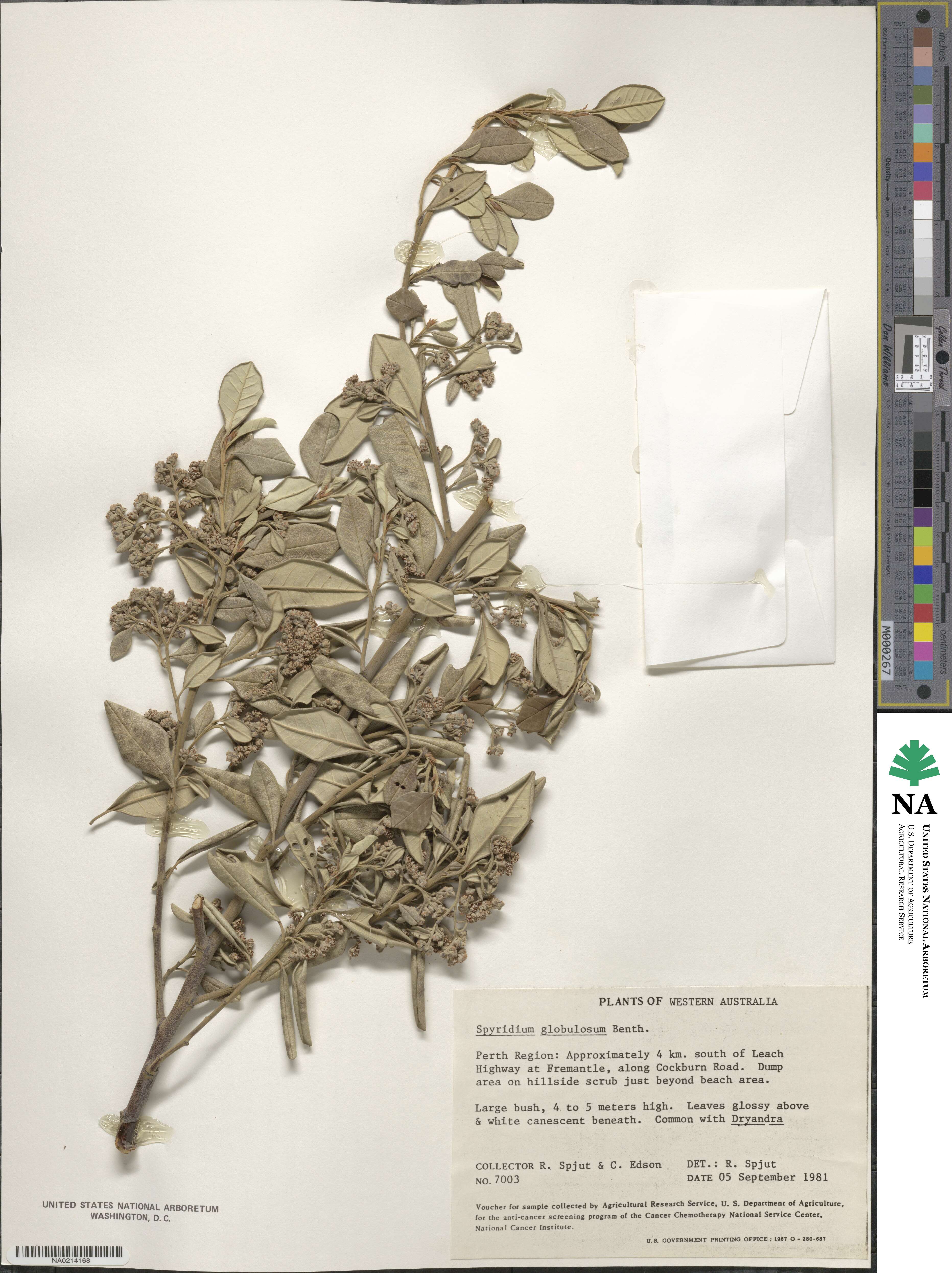 Spyridium globulosum image