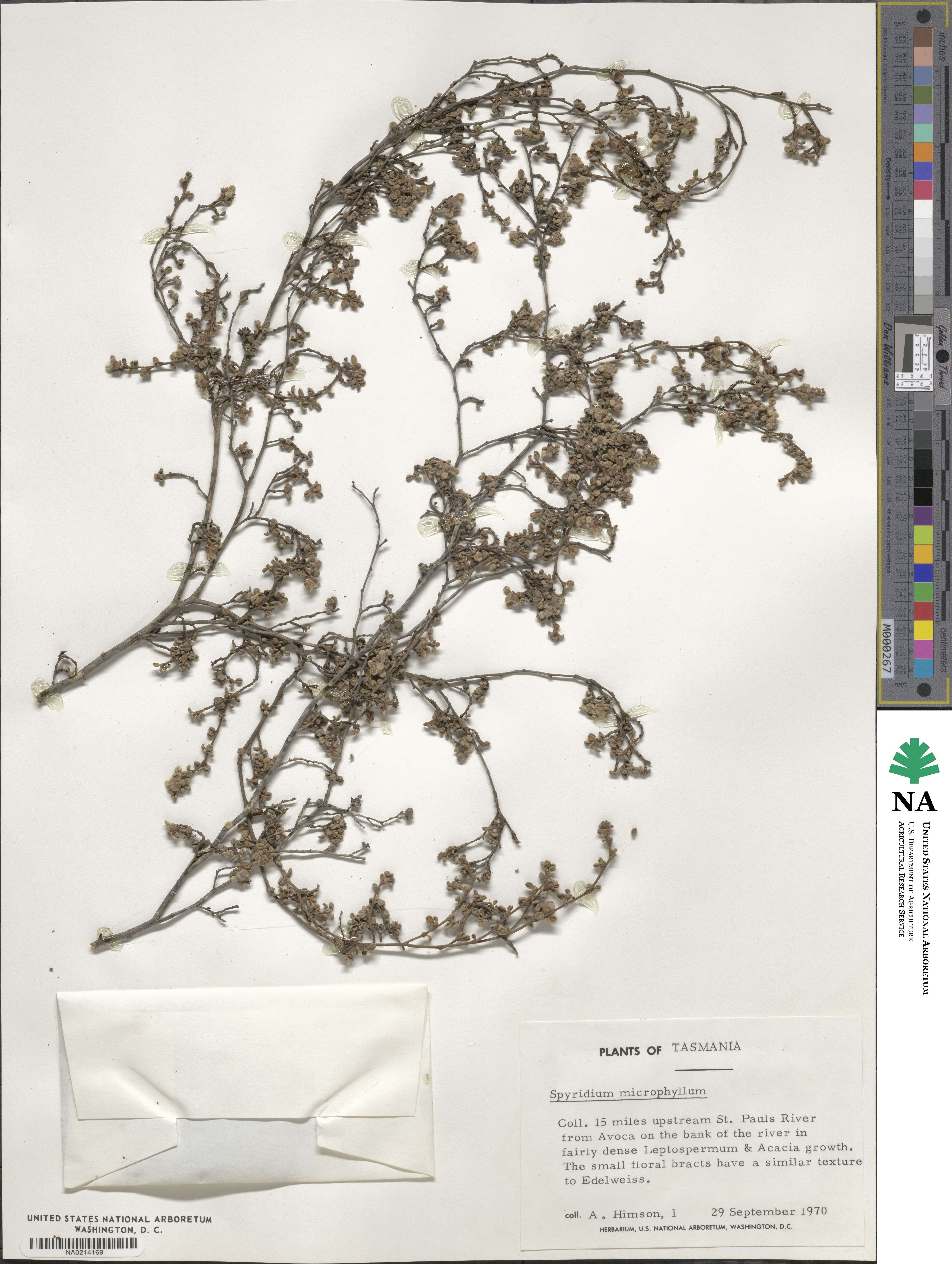 Spyridium microphyllum image