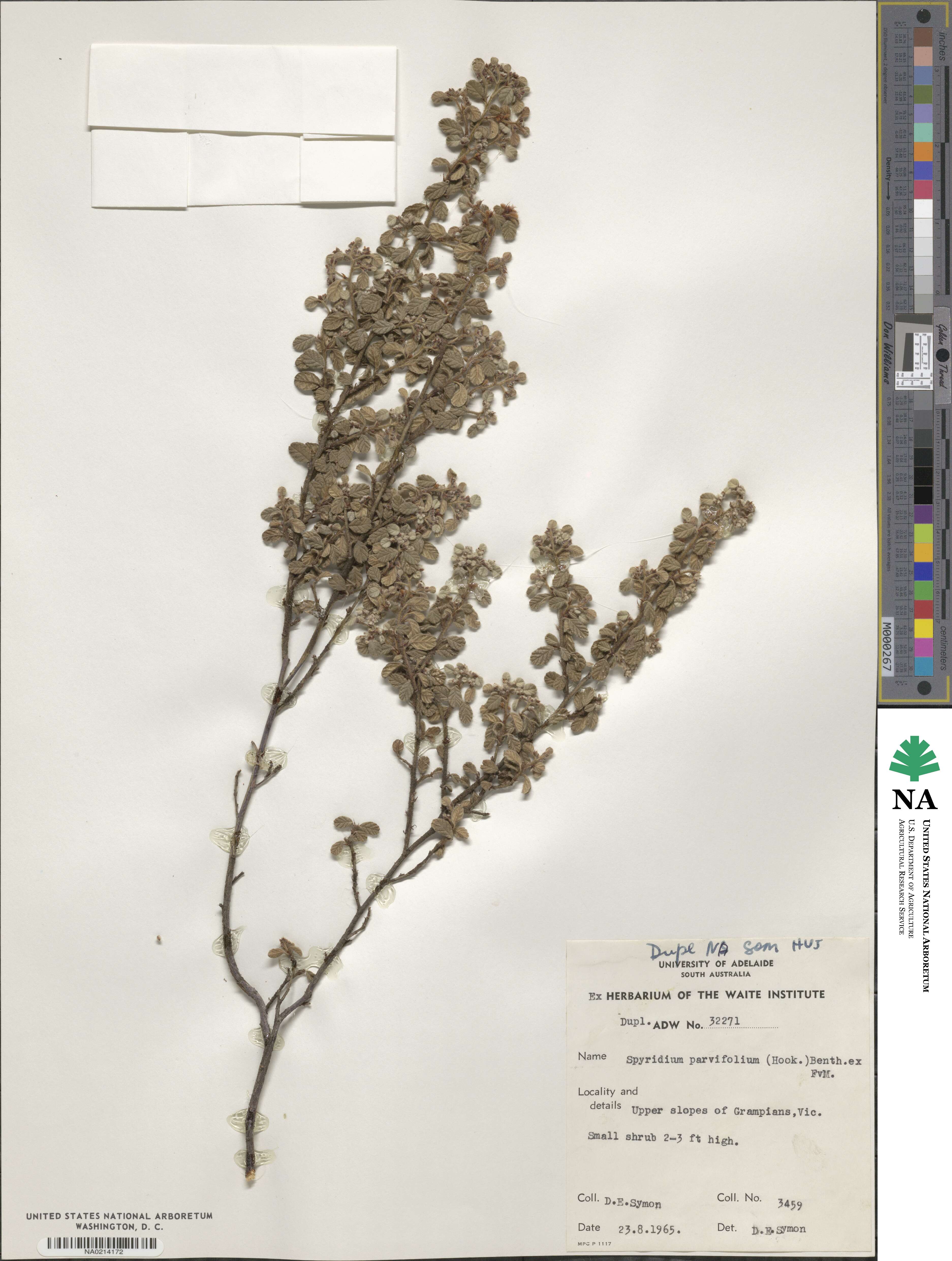 Cryptandra parvifolia image