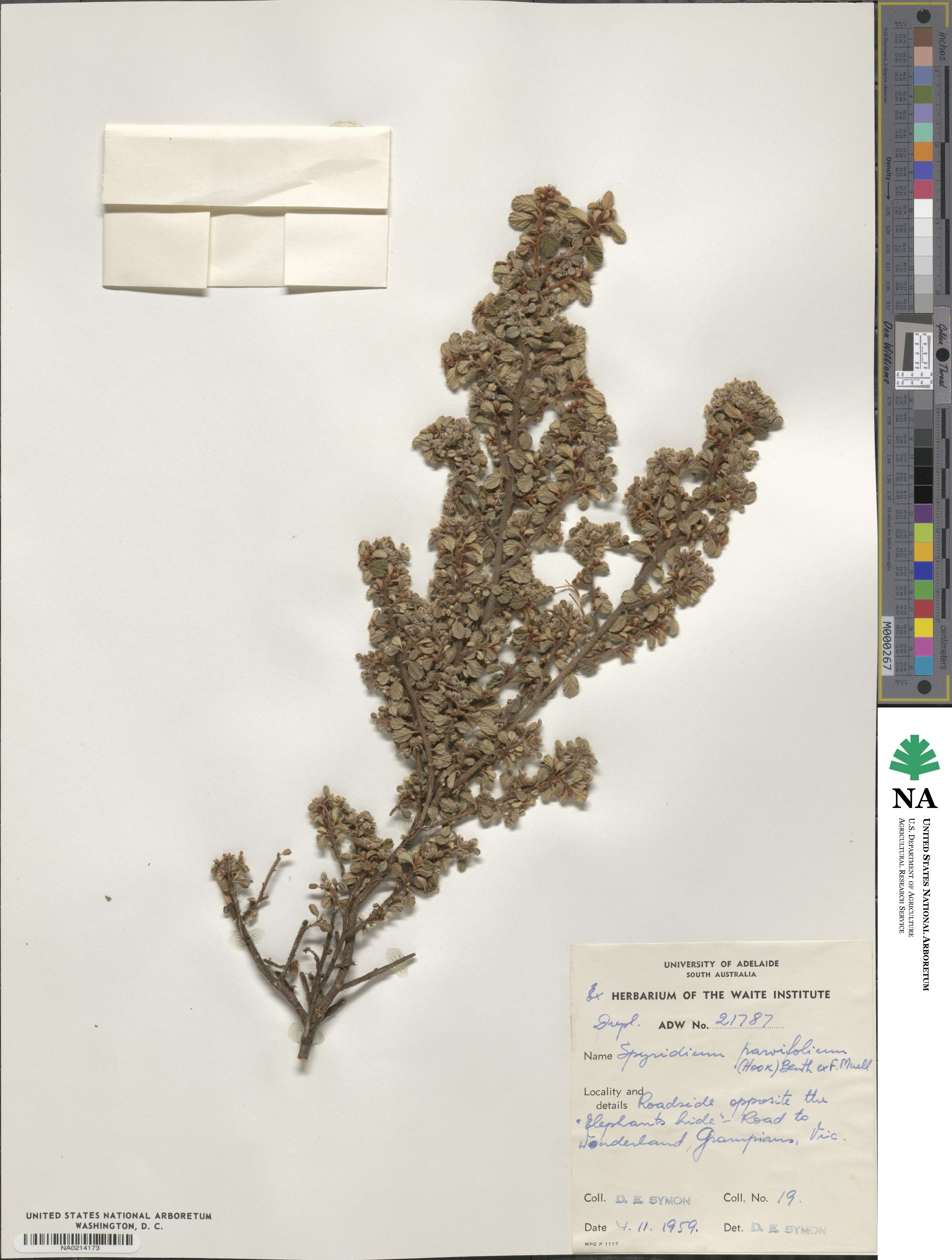 Cryptandra parvifolia image